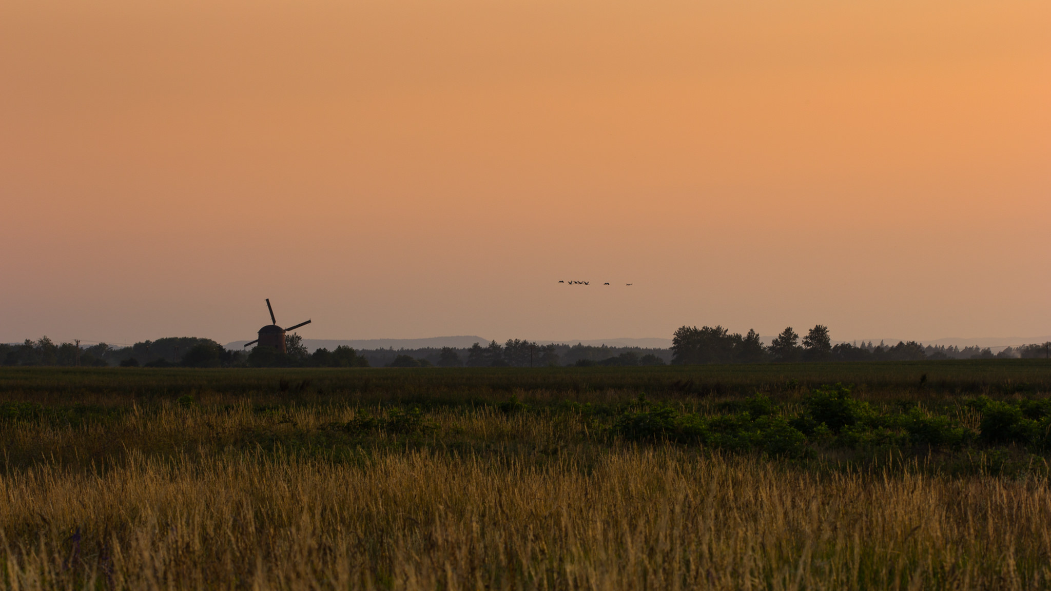 Młyn wiatrowy w Zdrzewnie