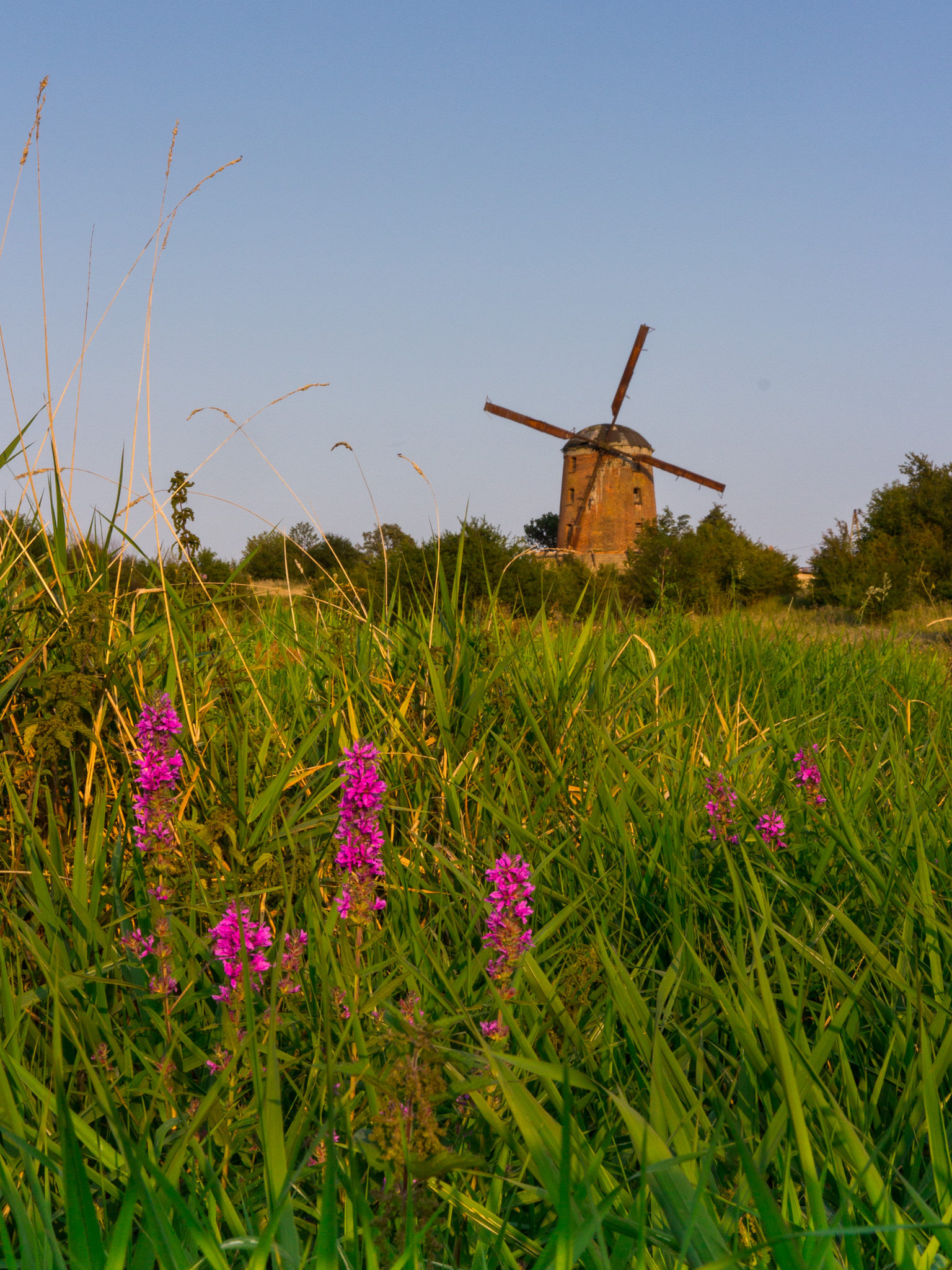 Młyn wiatrowy w Zdrzewnie