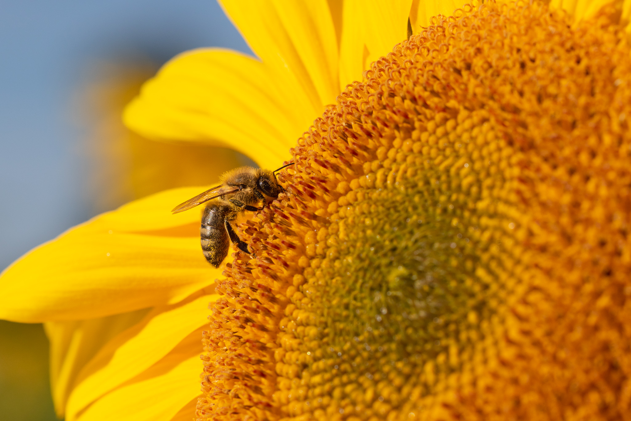 Pszczoła na słoneczniku