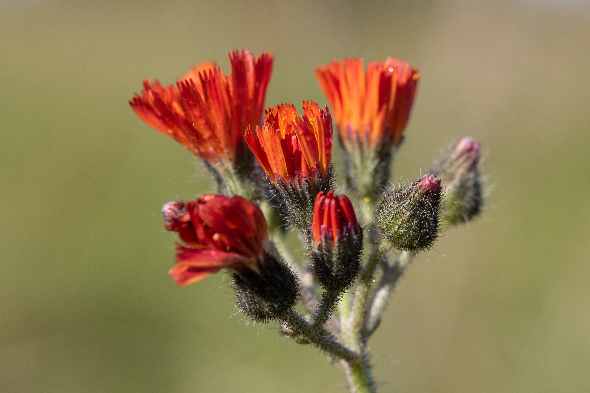 Kosmaczek pomarańczowy (Pilosella aurantiaca)