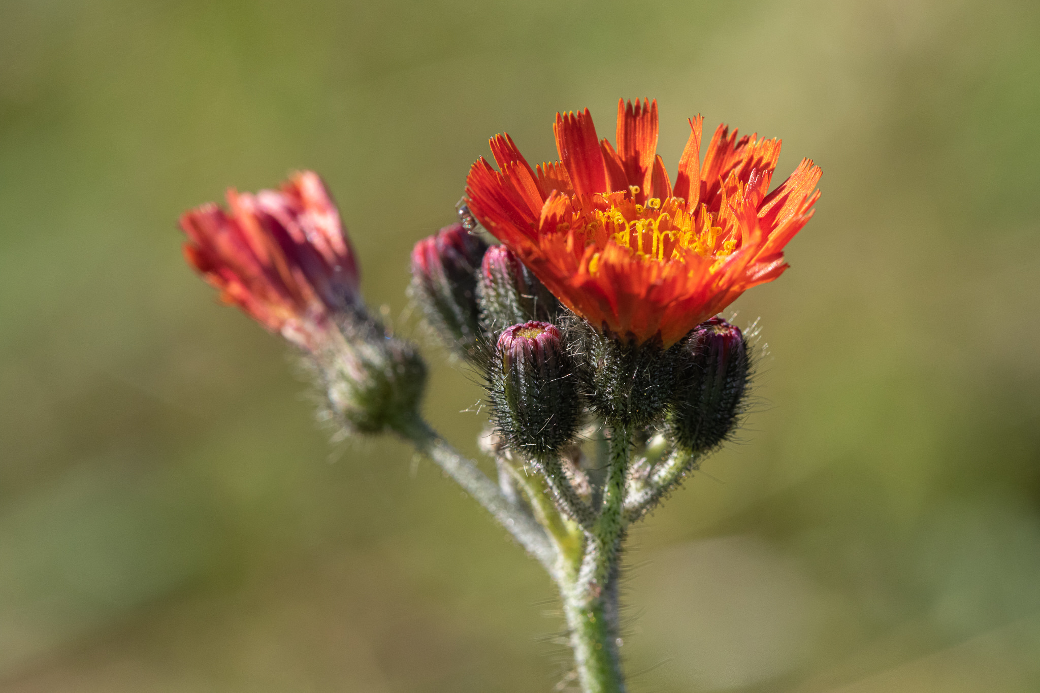 Kosmaczek pomarańczowy (Pilosella aurantiaca)