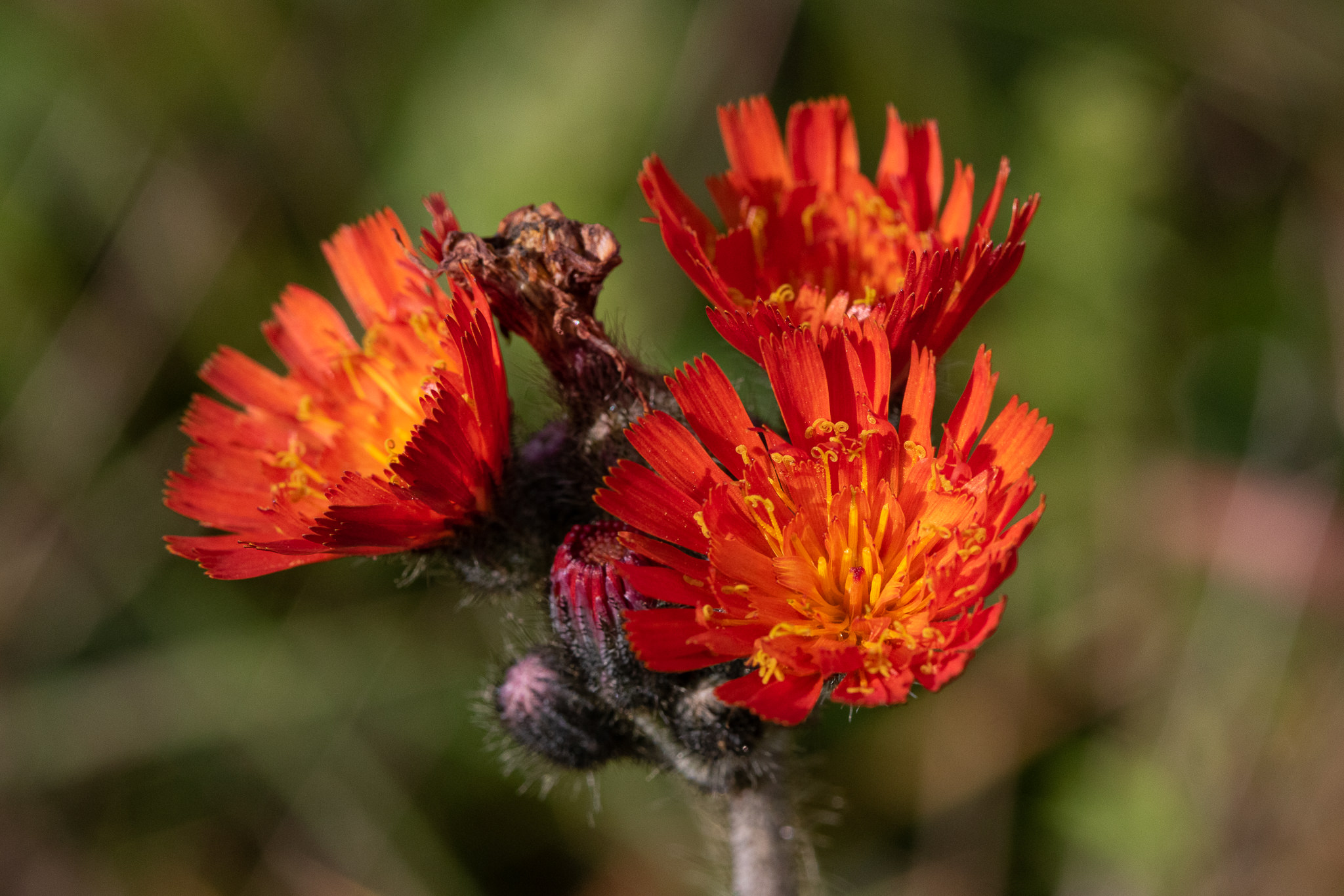 Kosmaczek pomarańczowy (Pilosella aurantiaca)