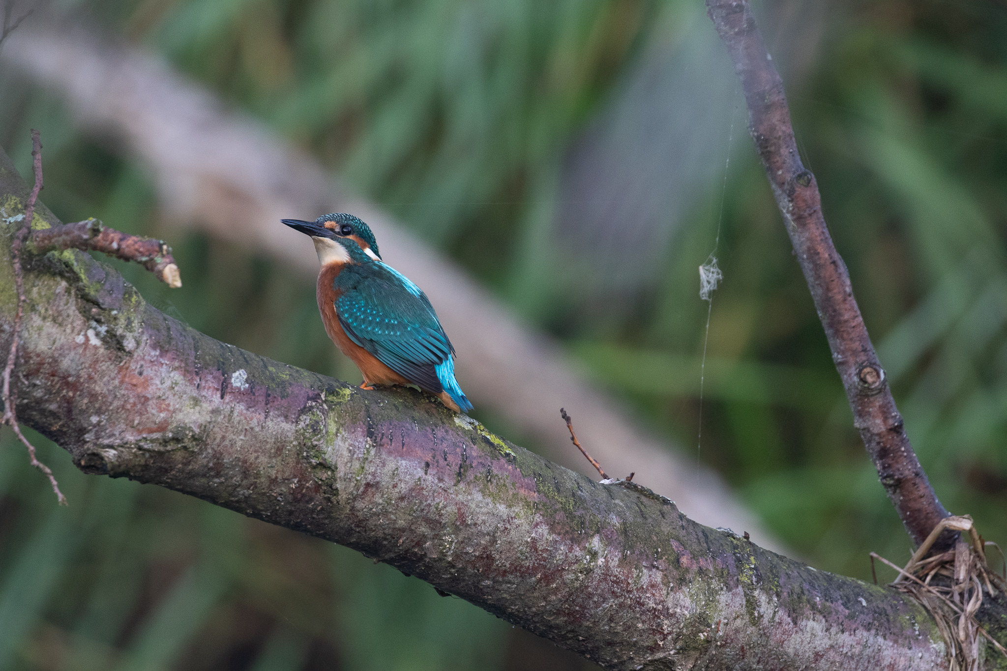 Zimorodek Alcedo Atthis