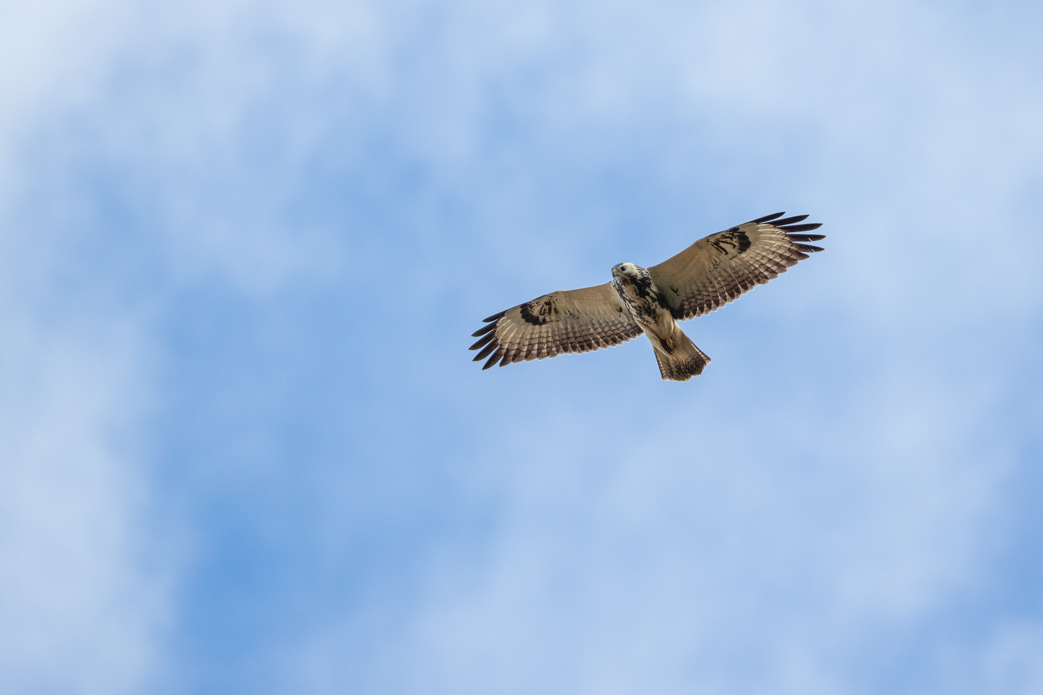 Myszołów Buteo Buteo