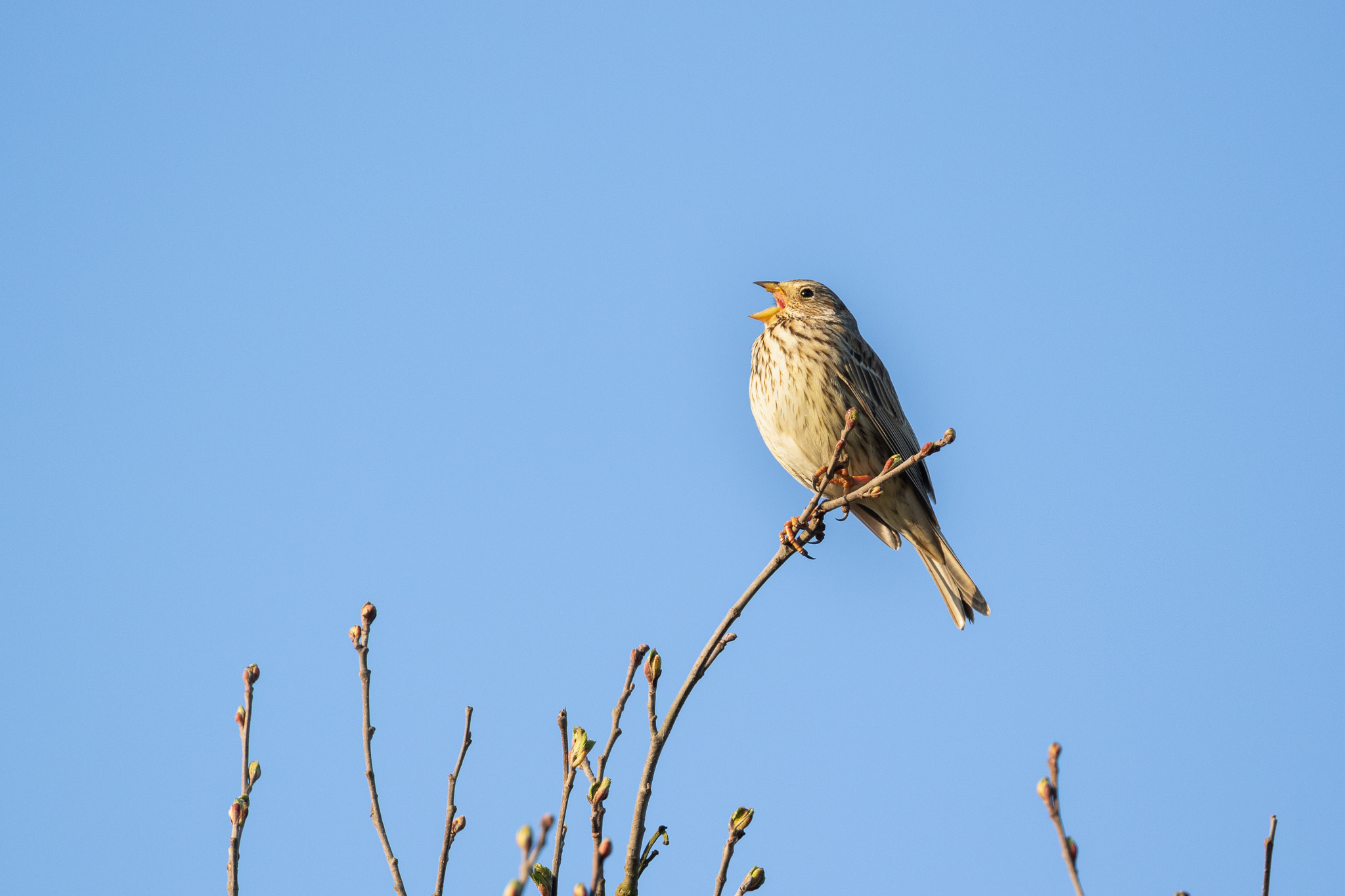 Potrzeszcz Emberiza Calandra