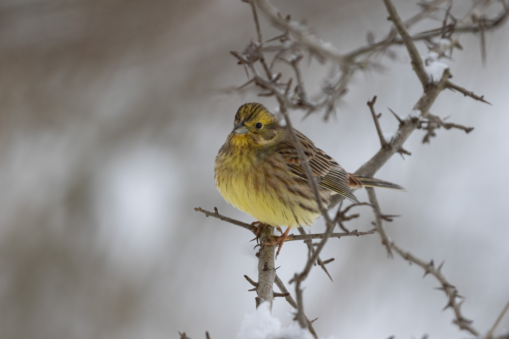 Trznadel Emberiza Citrinella
