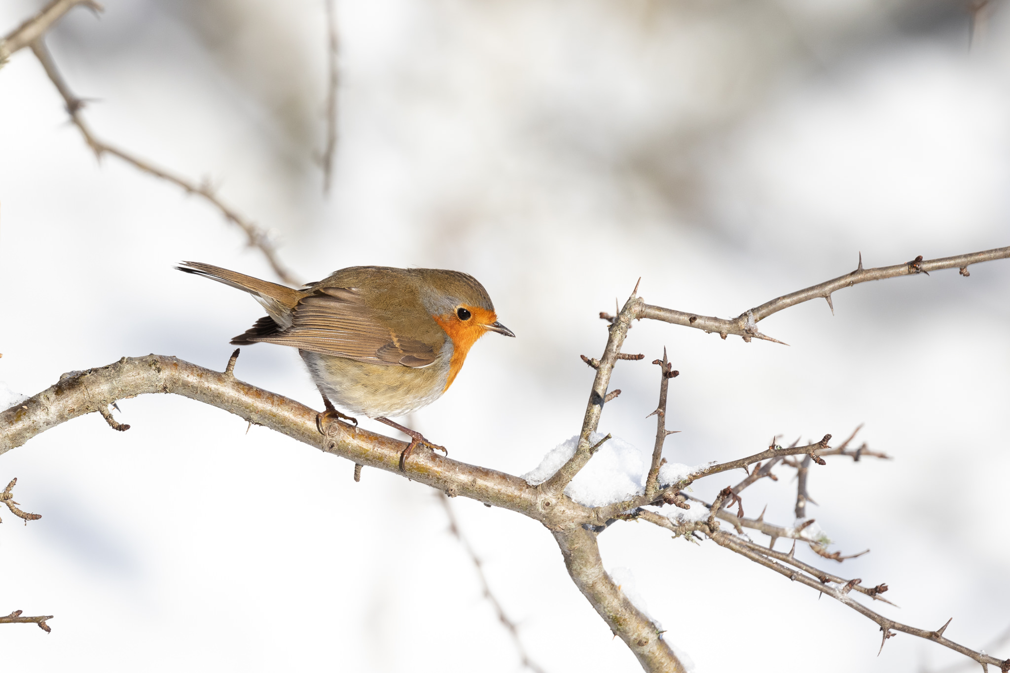 Rudzik Erithacus rubecula