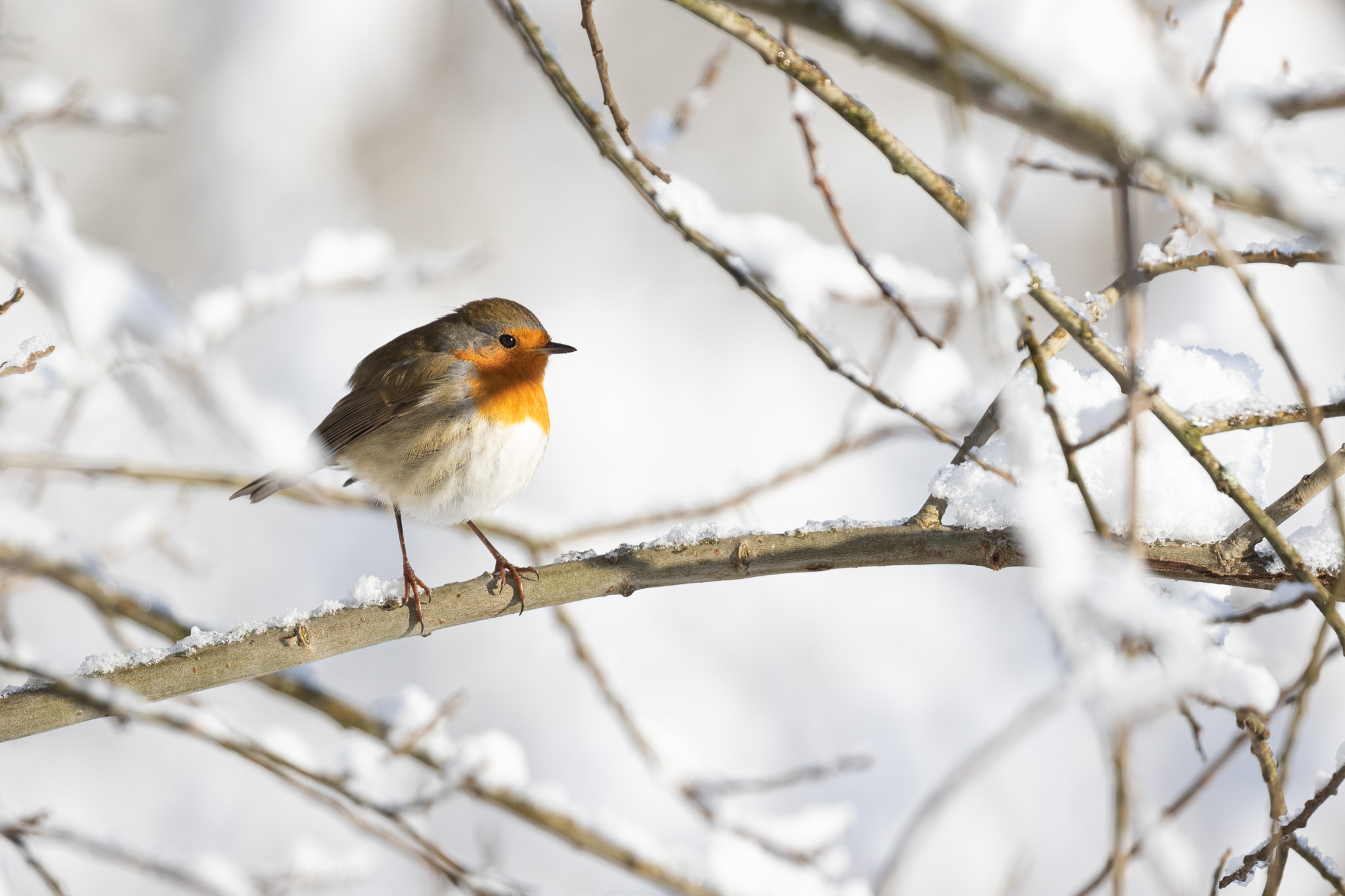 Rudzik Erithacus rubecula