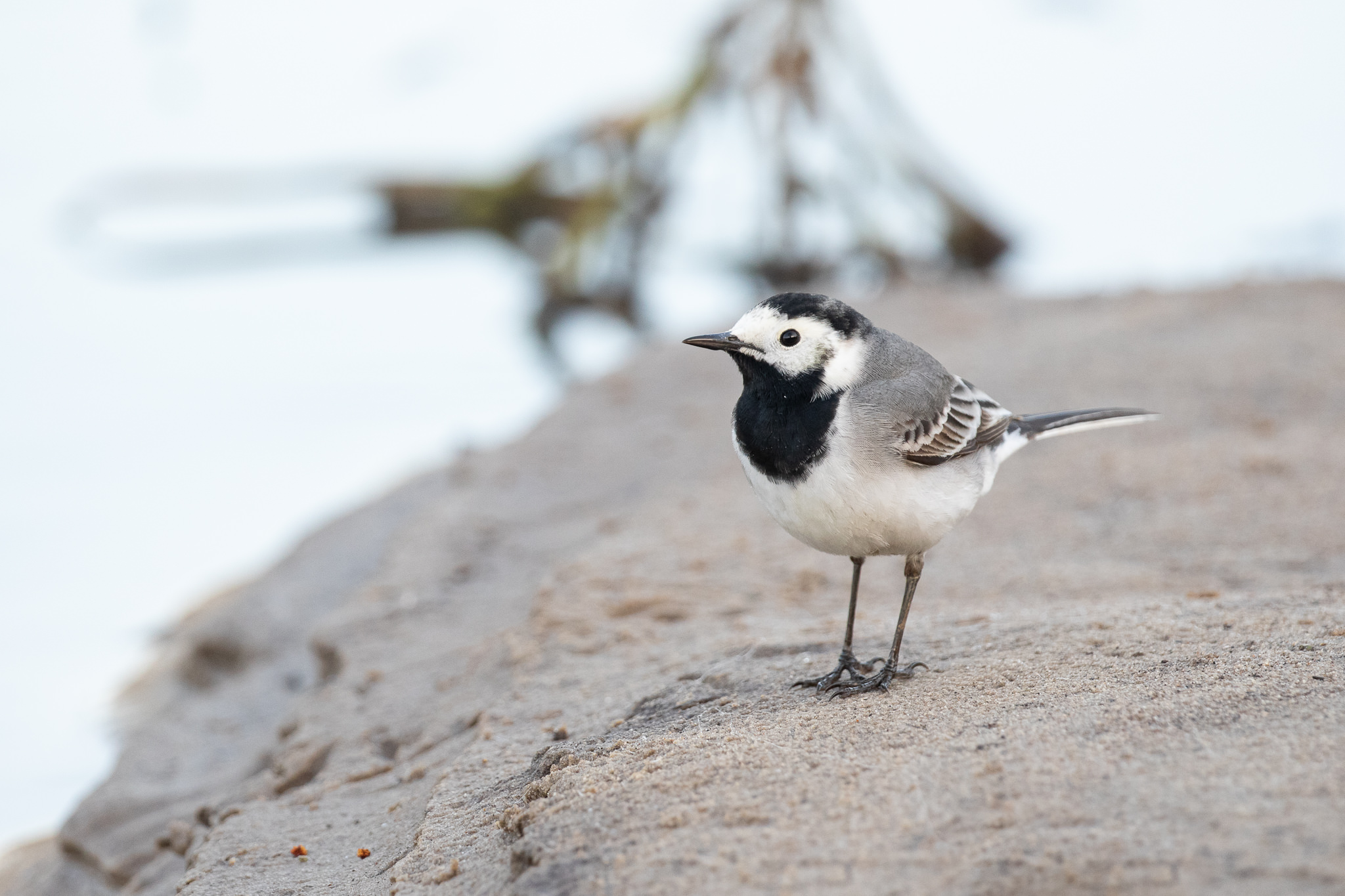 Pliszka Siwa Motacilla Alba