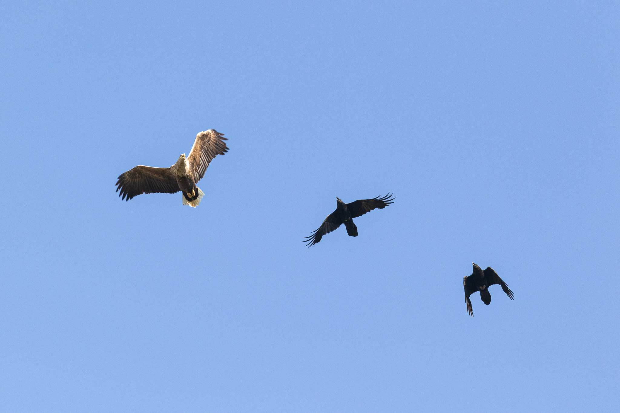 Kruki w pogoni za Bielikiem Haliaeetus albicilla