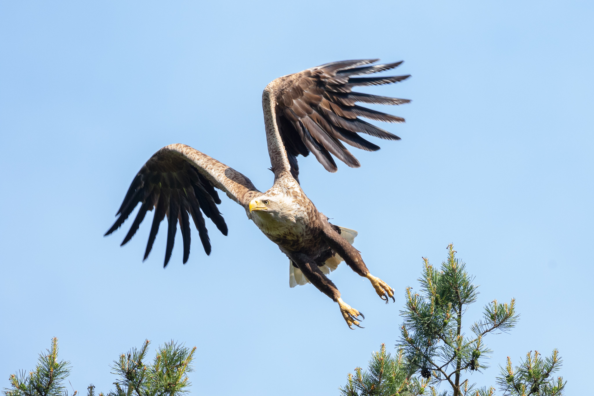Bielik Haliaeetus albicilla