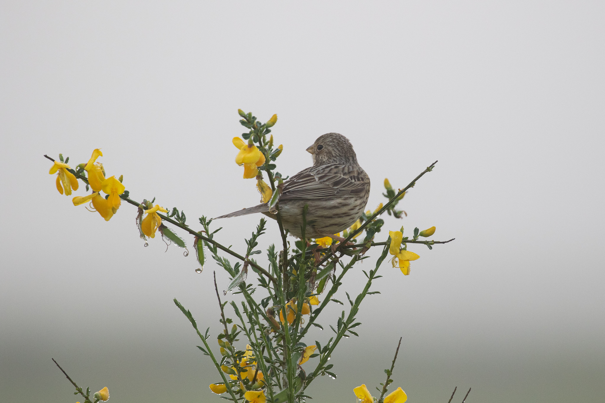 Potrzeszcz Emberiza Calandra