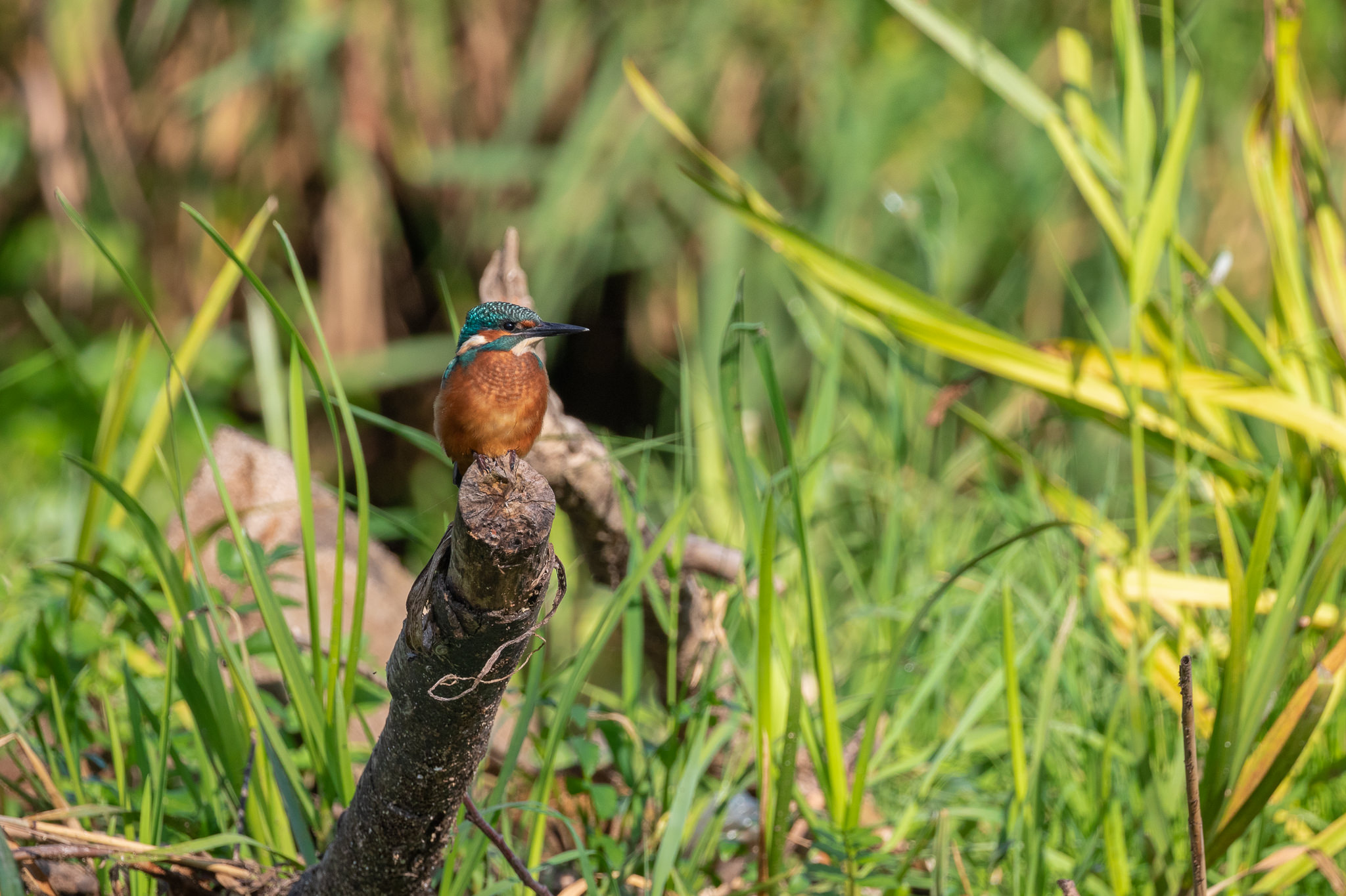 Zimorodek Alcedo Atthis