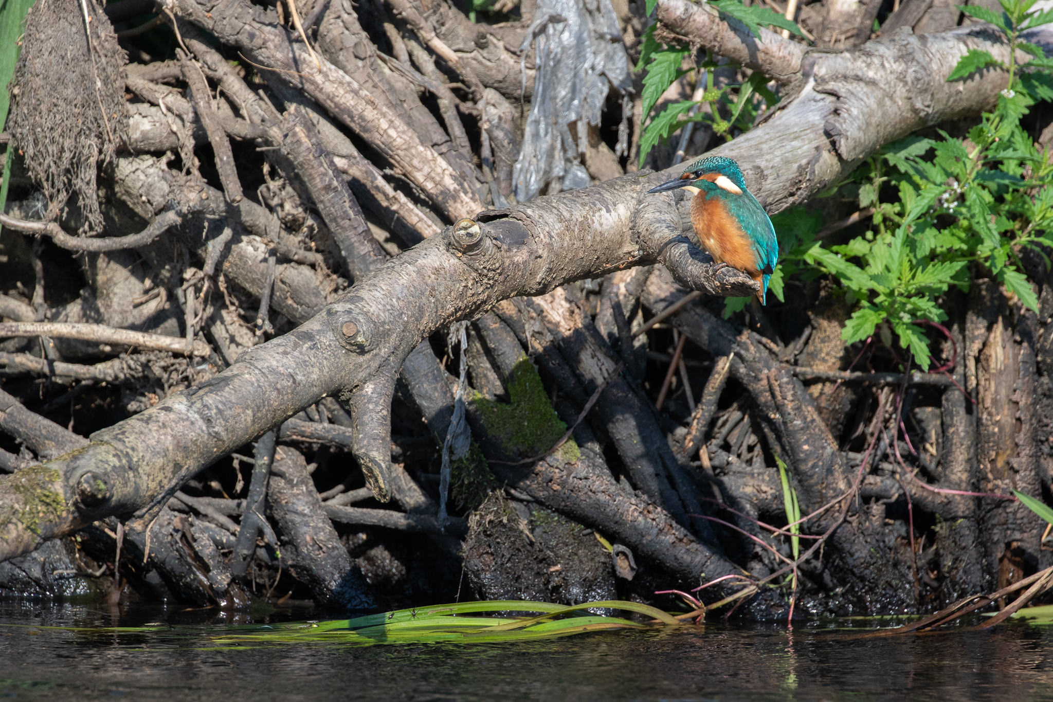 Zimorodek Alcedo Atthis