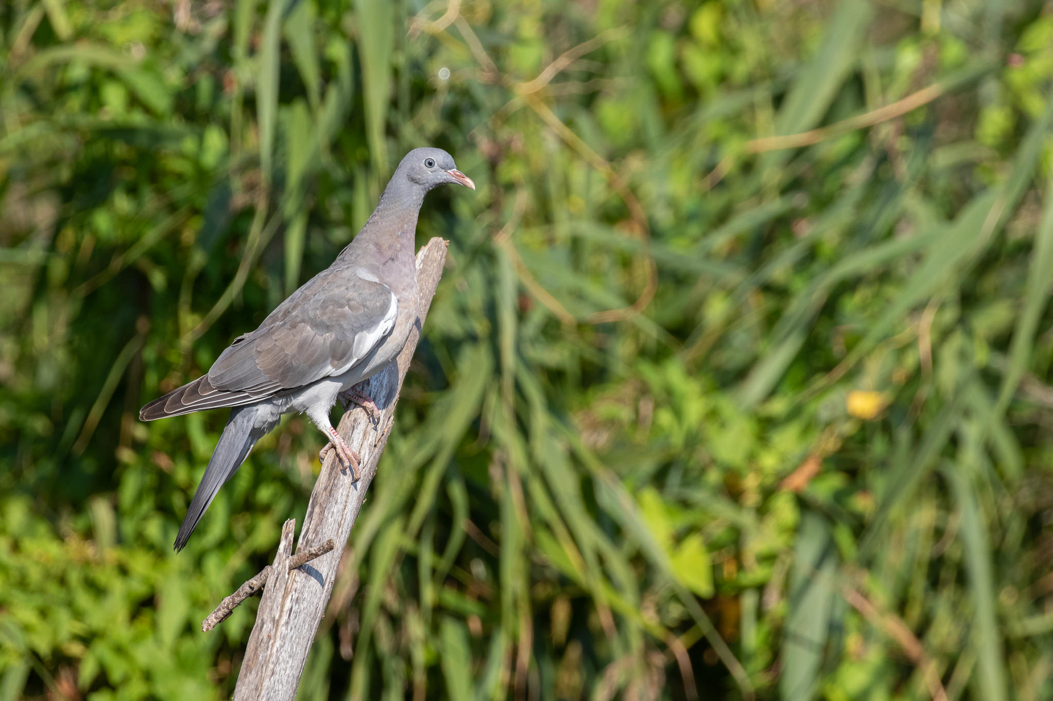 Grzywacz Columba palumbus