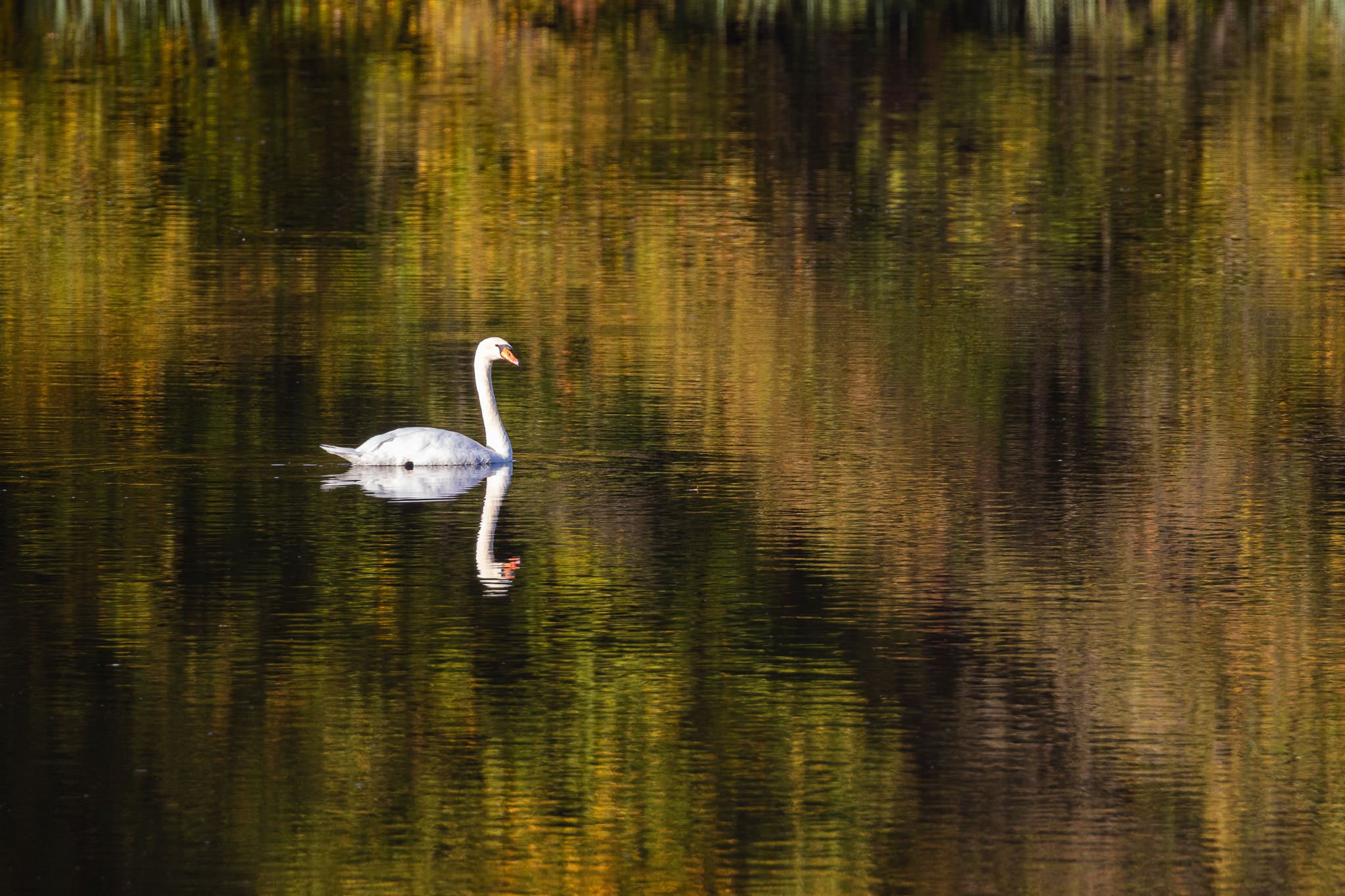 Łabędź Niemy Cygnus olor