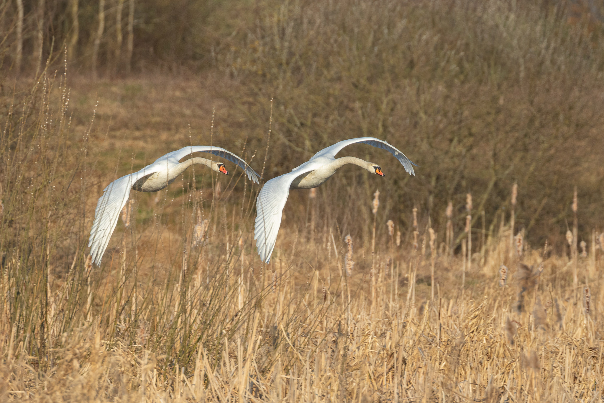 Łabędź Niemy Cygnus olor