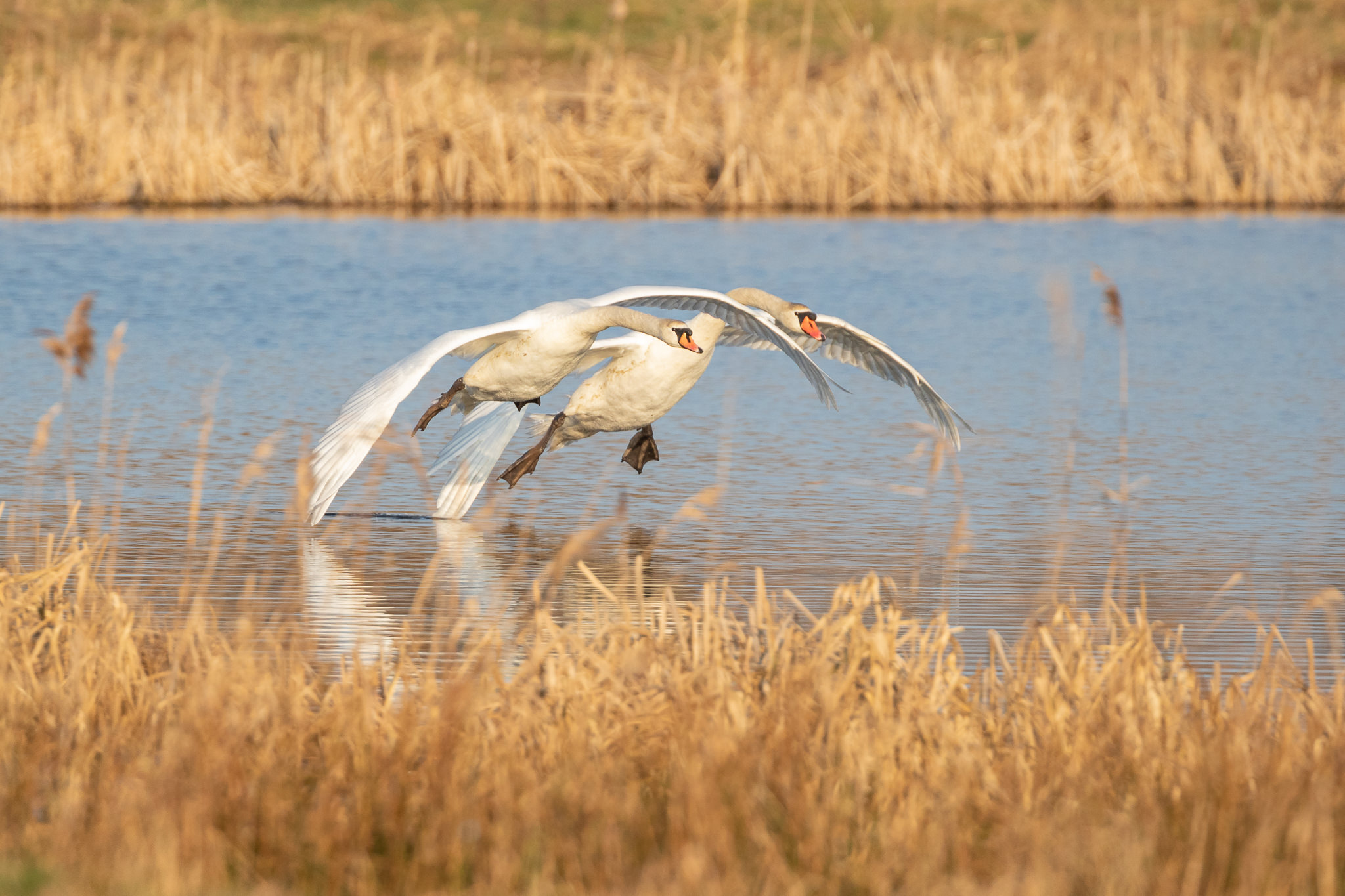 Łabędź Niemy Cygnus olor