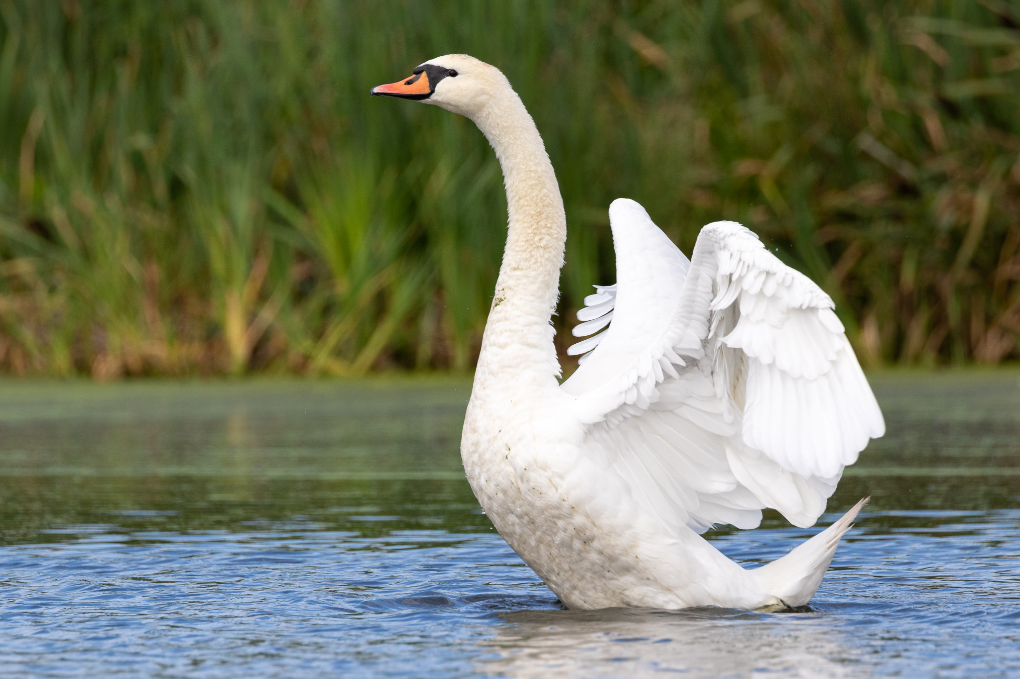 Łabędź Niemy Cygnus olor