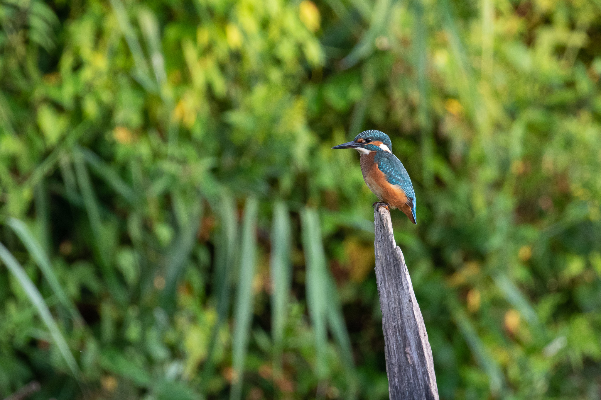 Zimorodek Alcedo Atthis