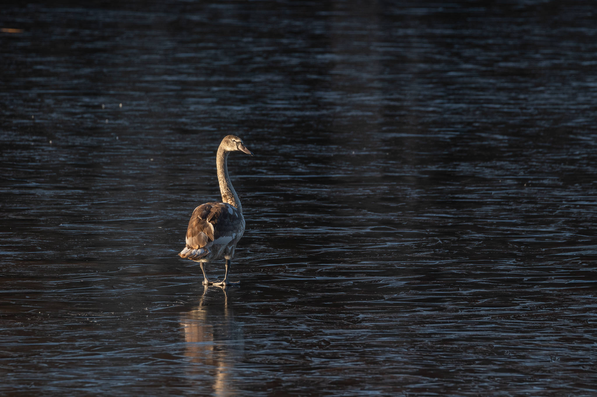 Łabędź Niemy Cygnus olor