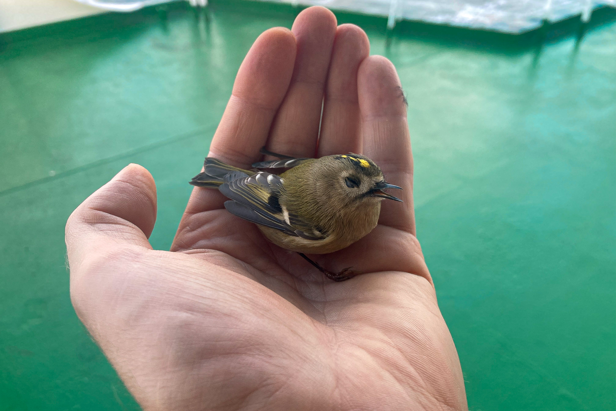 Mysikrólik napotkany na morzu