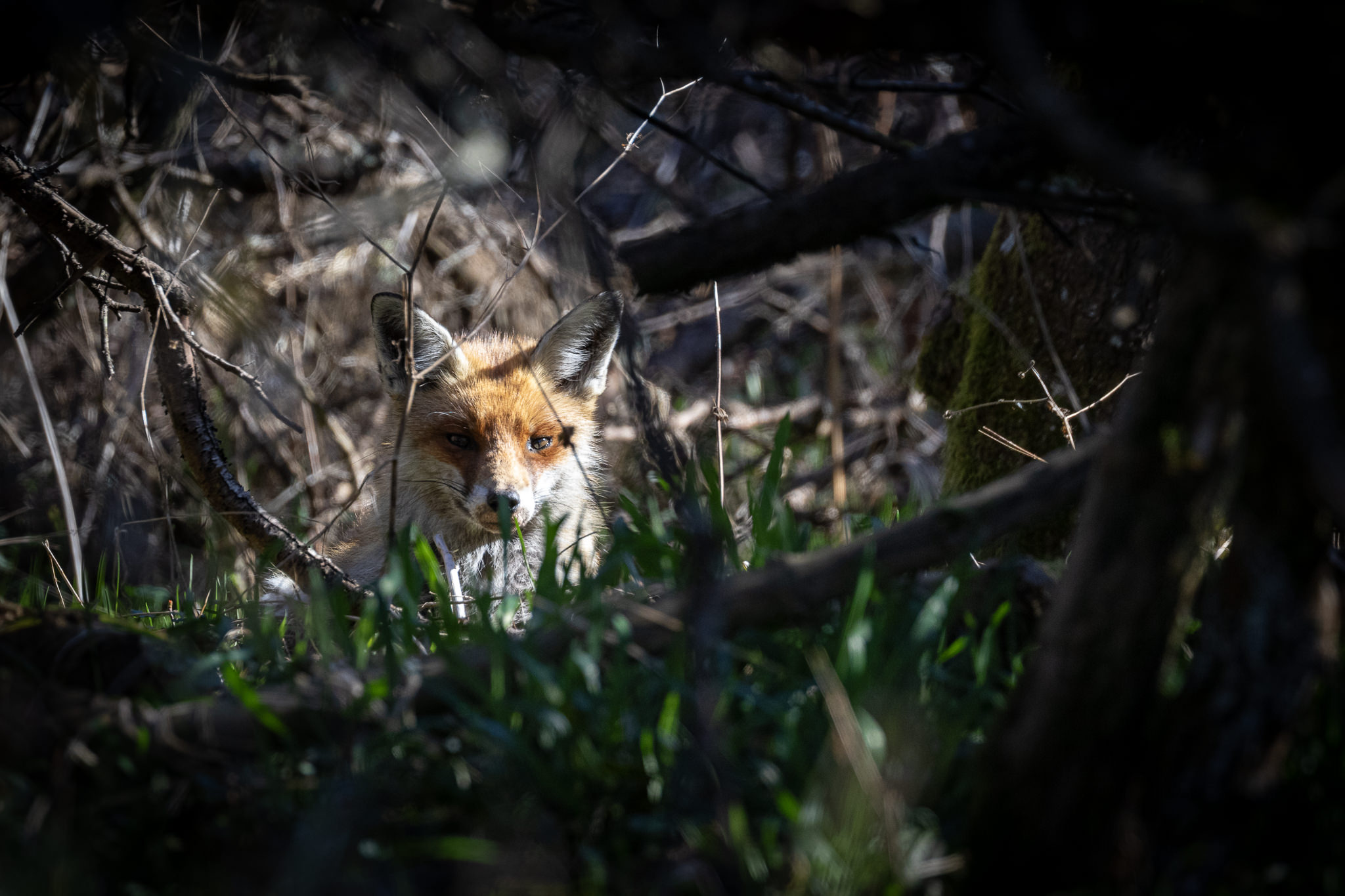 Lis rudy Vulpes vulpes