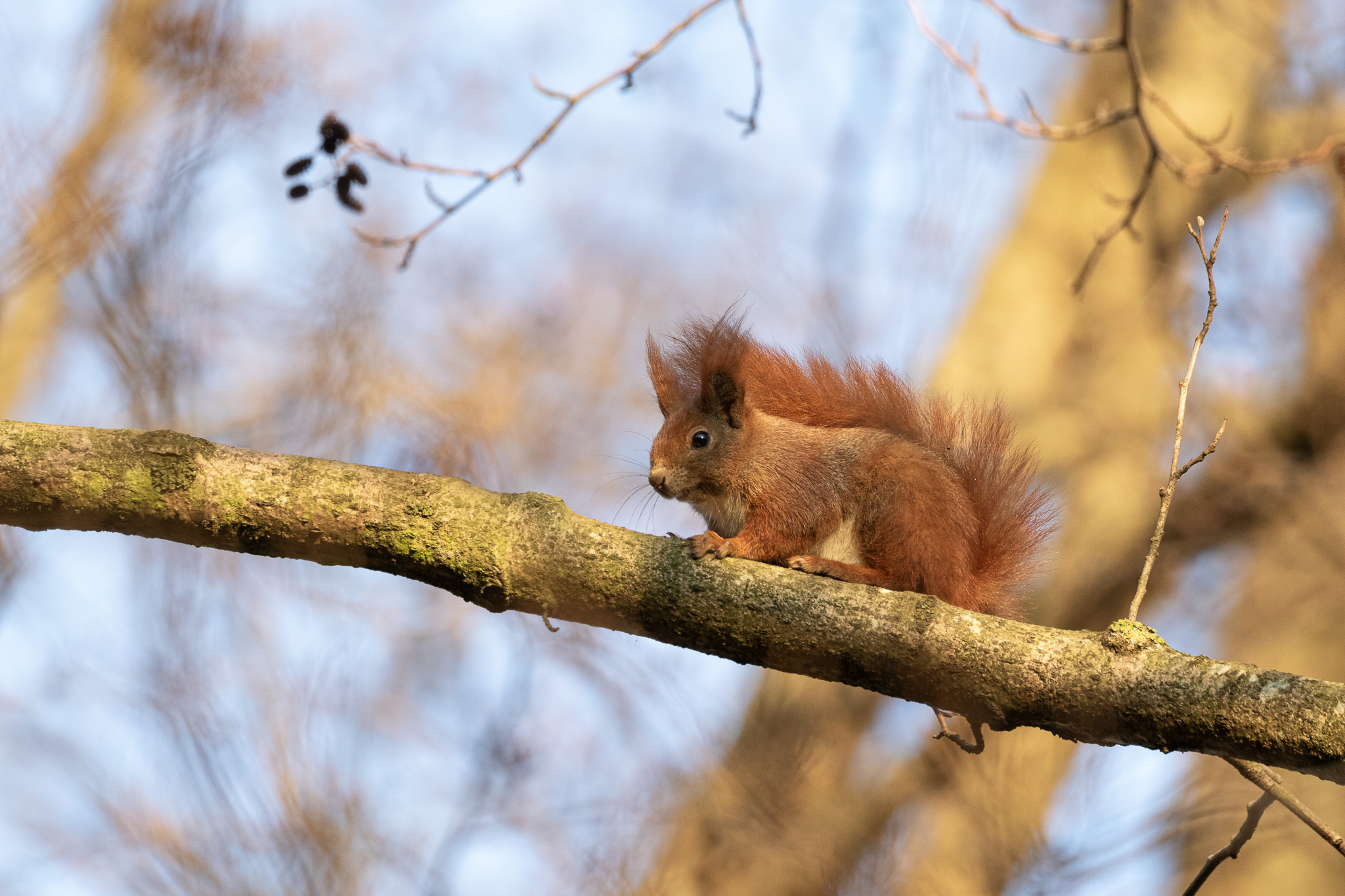 Wiewiórka pospolita Sciurus vulgaris,/em>