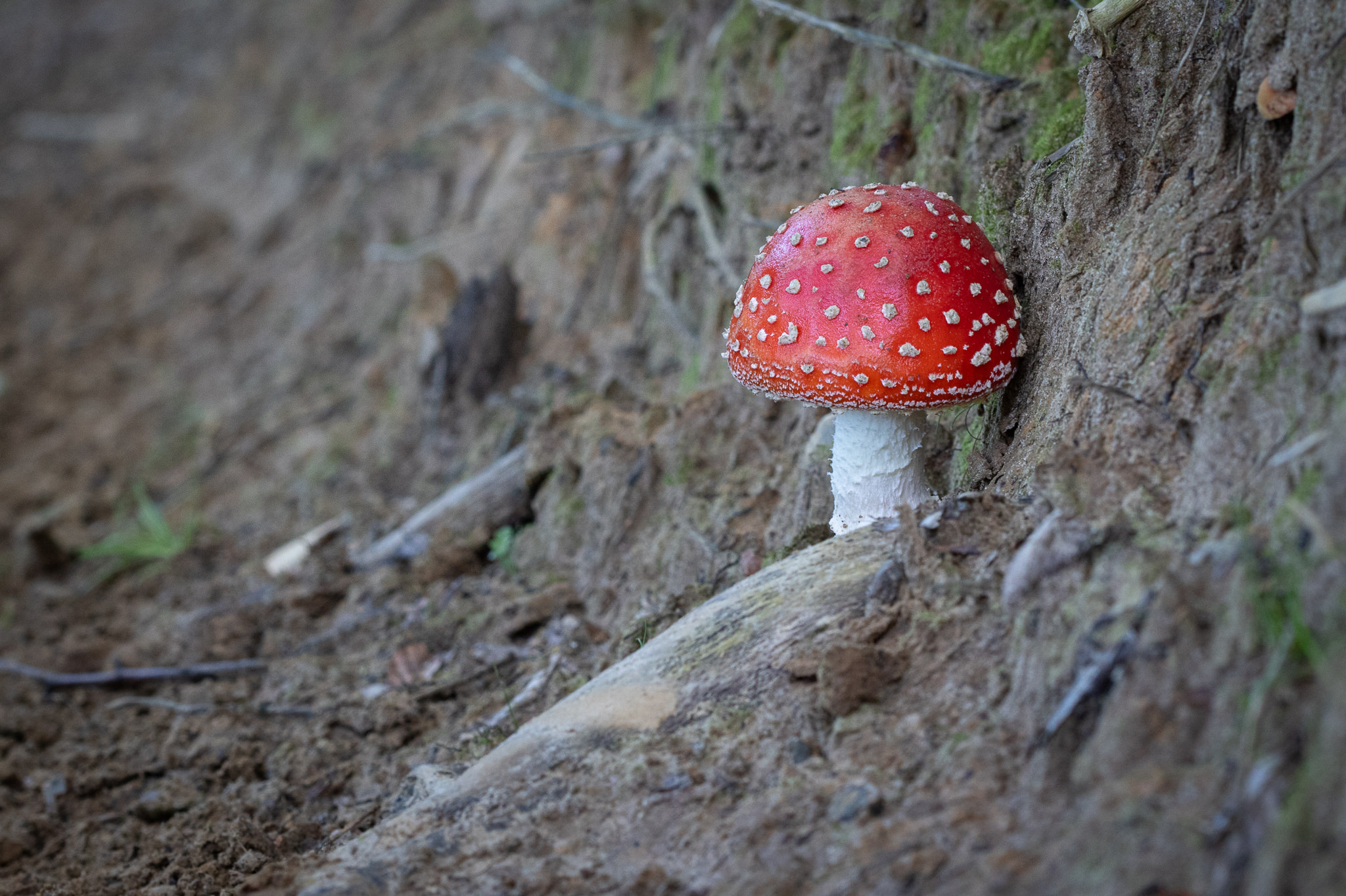Muchomor czerwony Amanita muscaria 