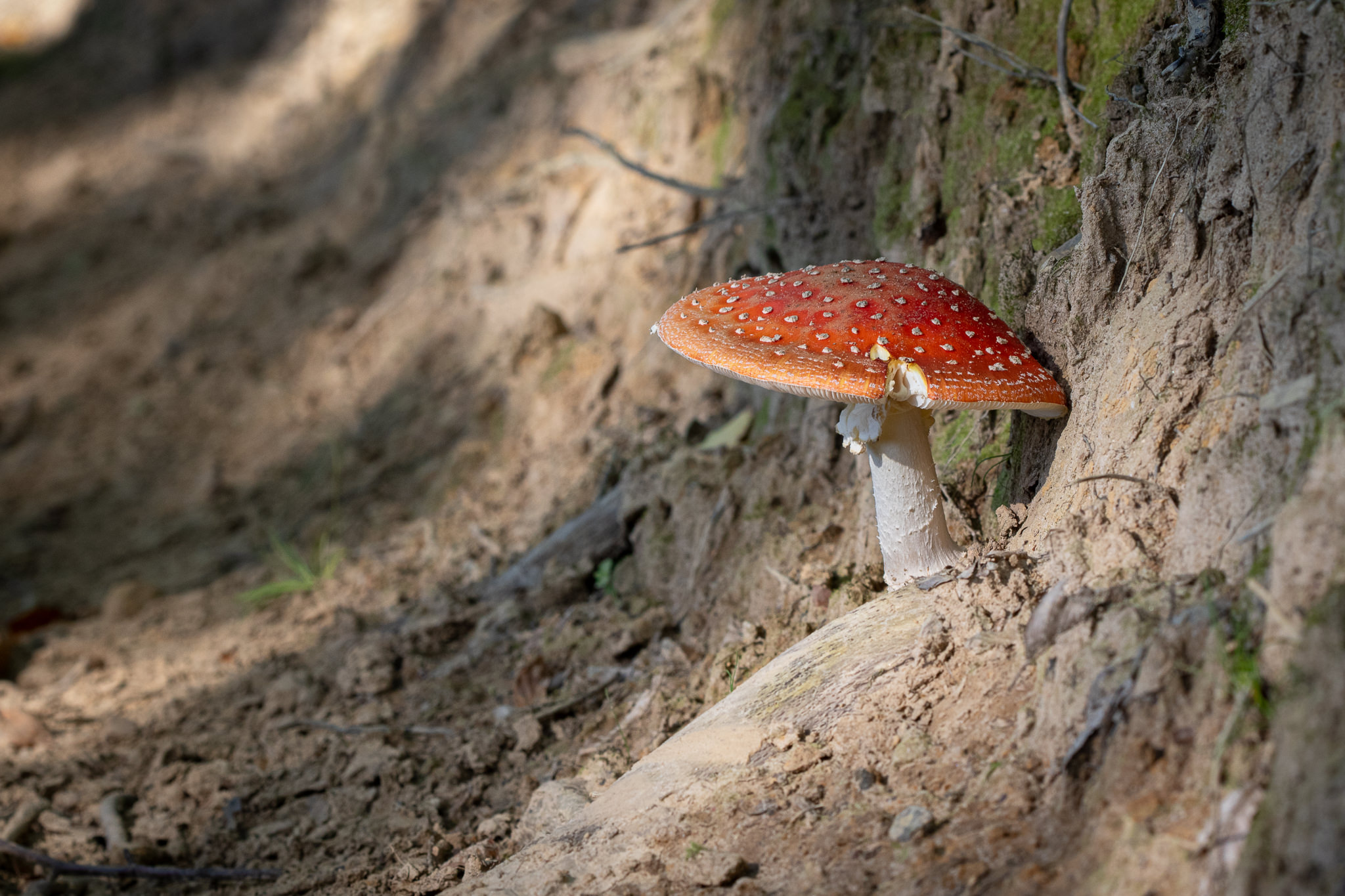 Muchomor czerwony Amanita muscaria 