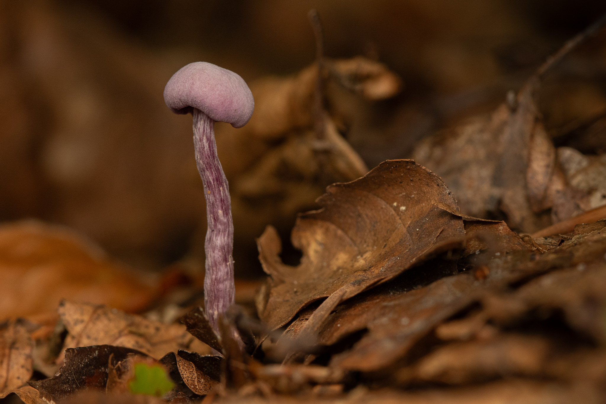 Lakówka ametystowa Laccaria amethystina