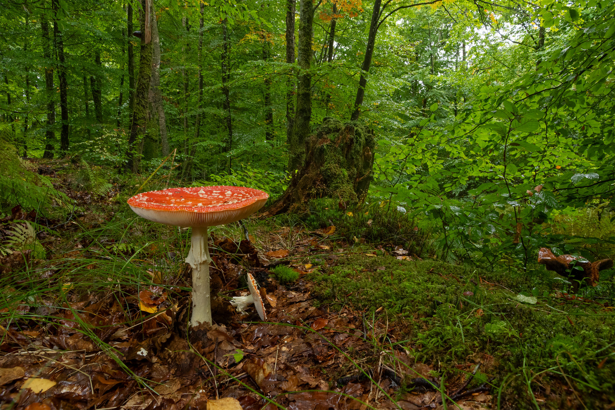 Muchomor czerwony Amanita muscaria 