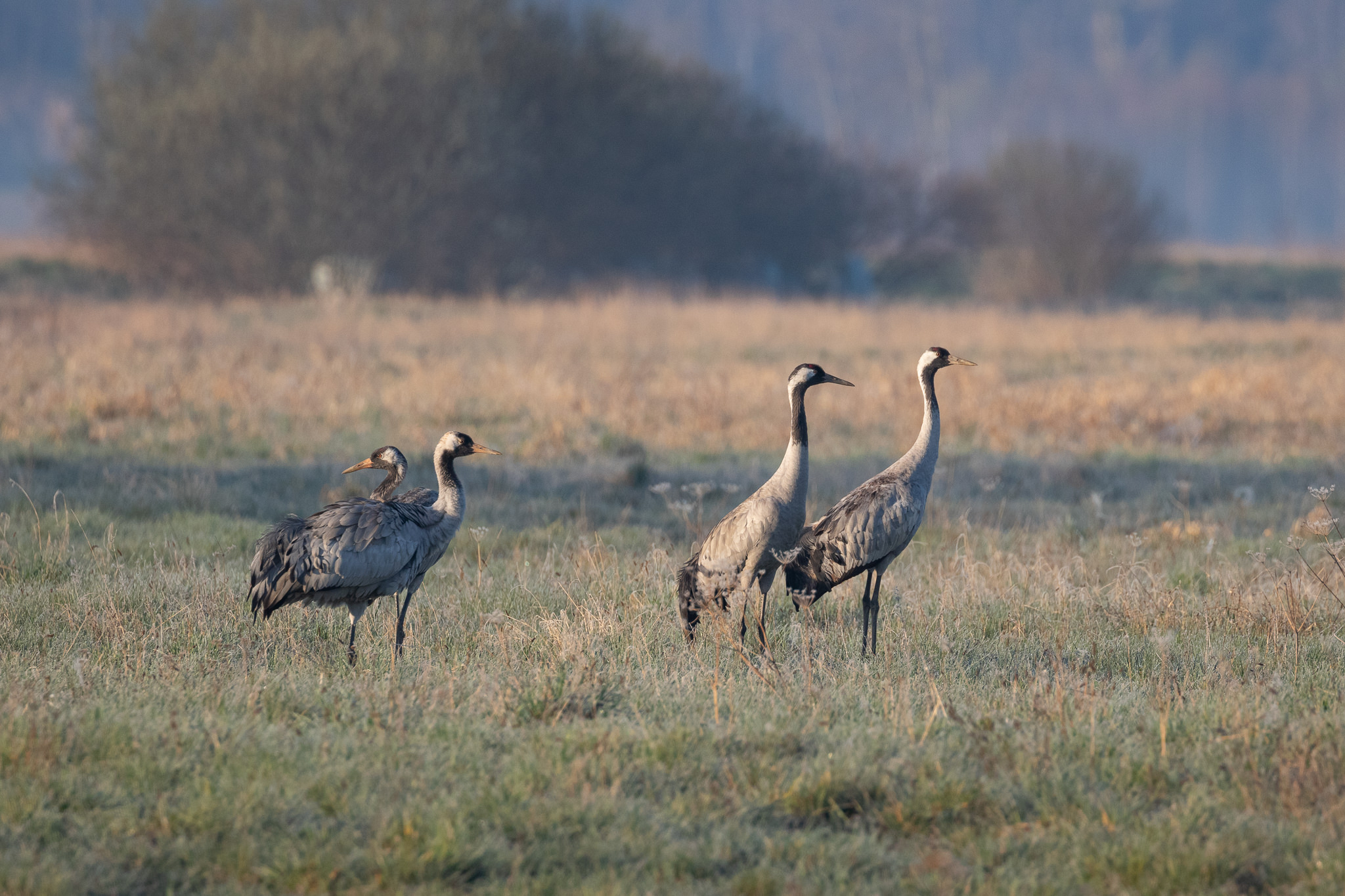 Żurawie Grus Grus