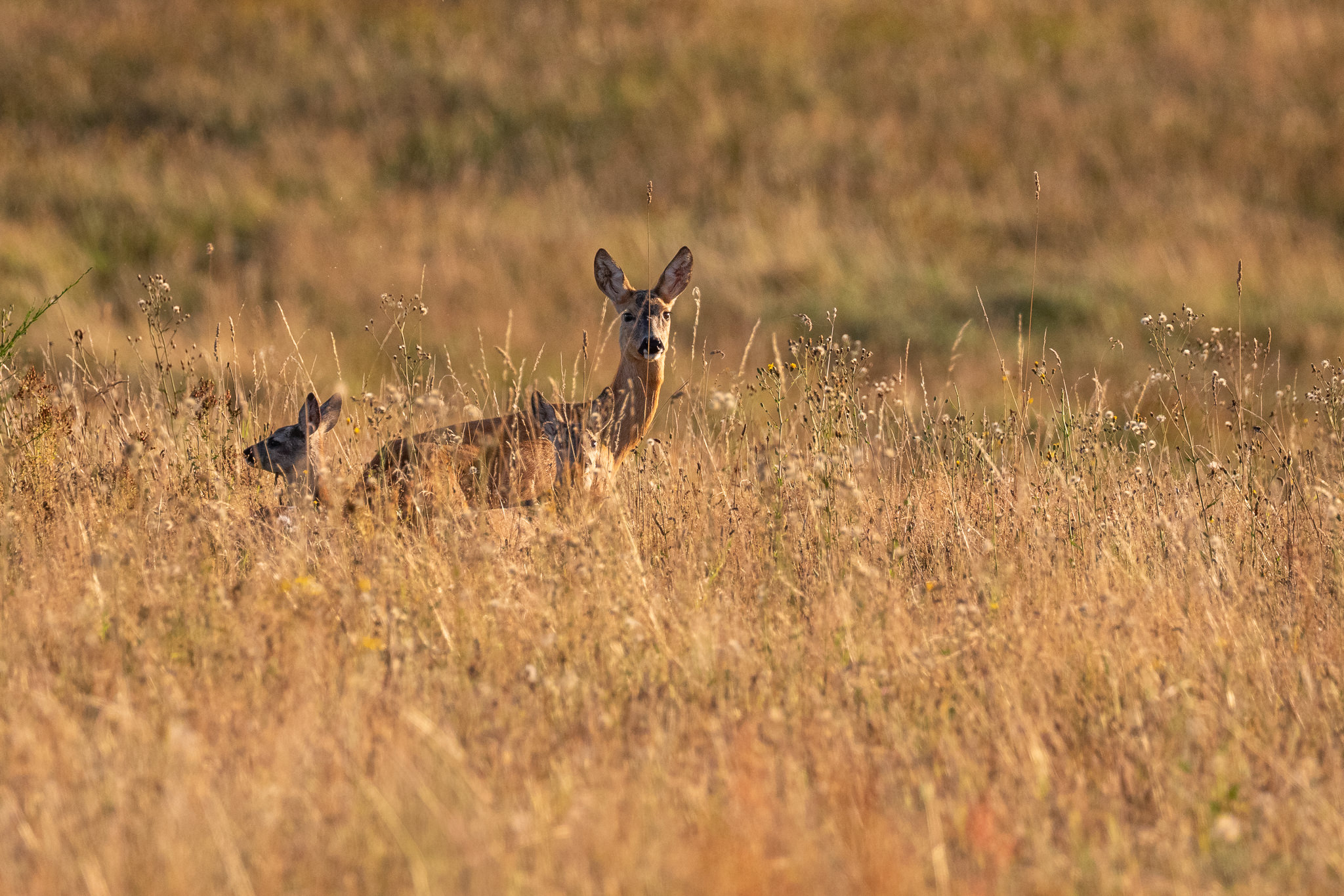 Sarna z młodymi Capreolus capreolus
