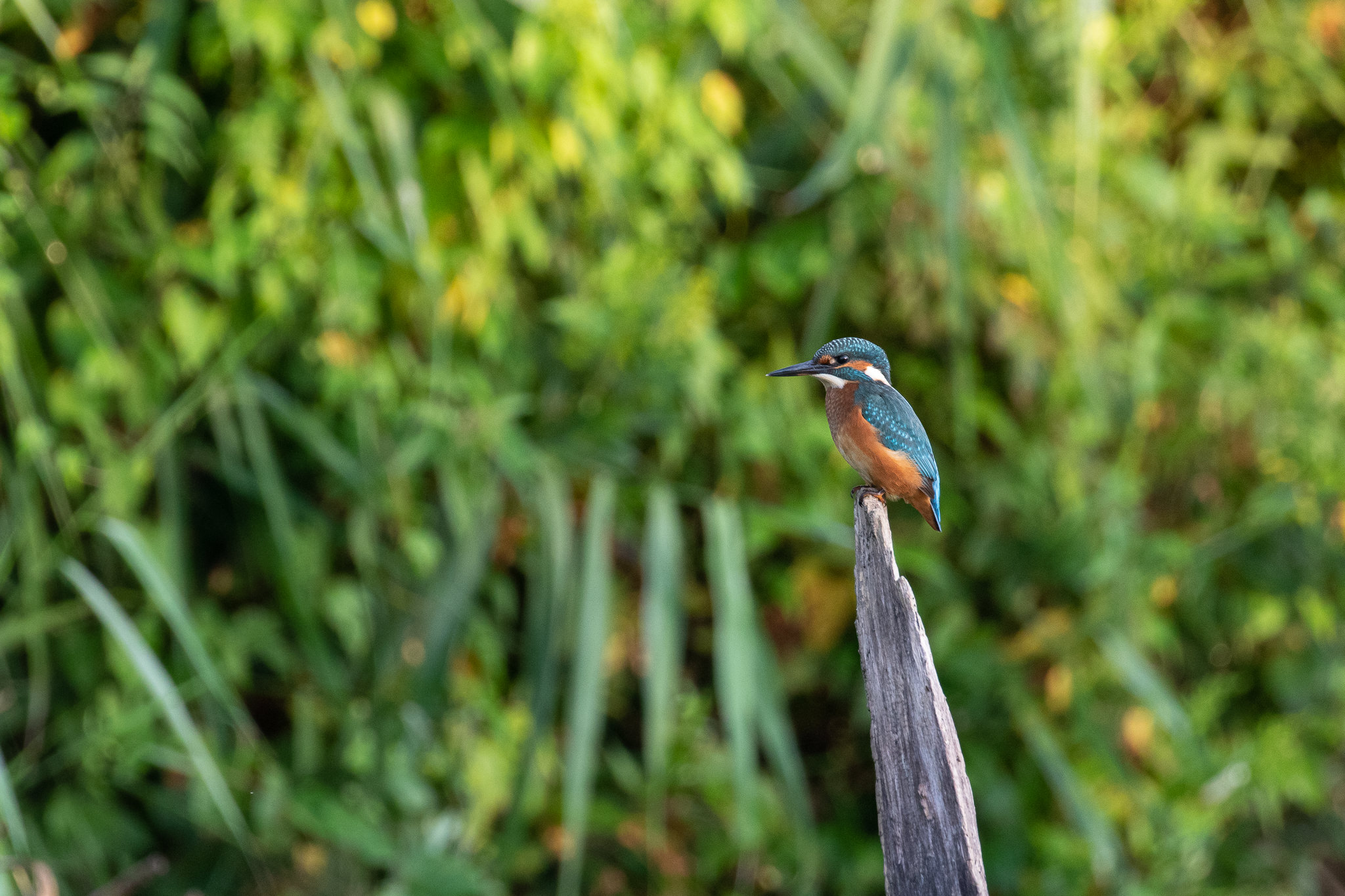 Zimorodek - Alcedo Atthis