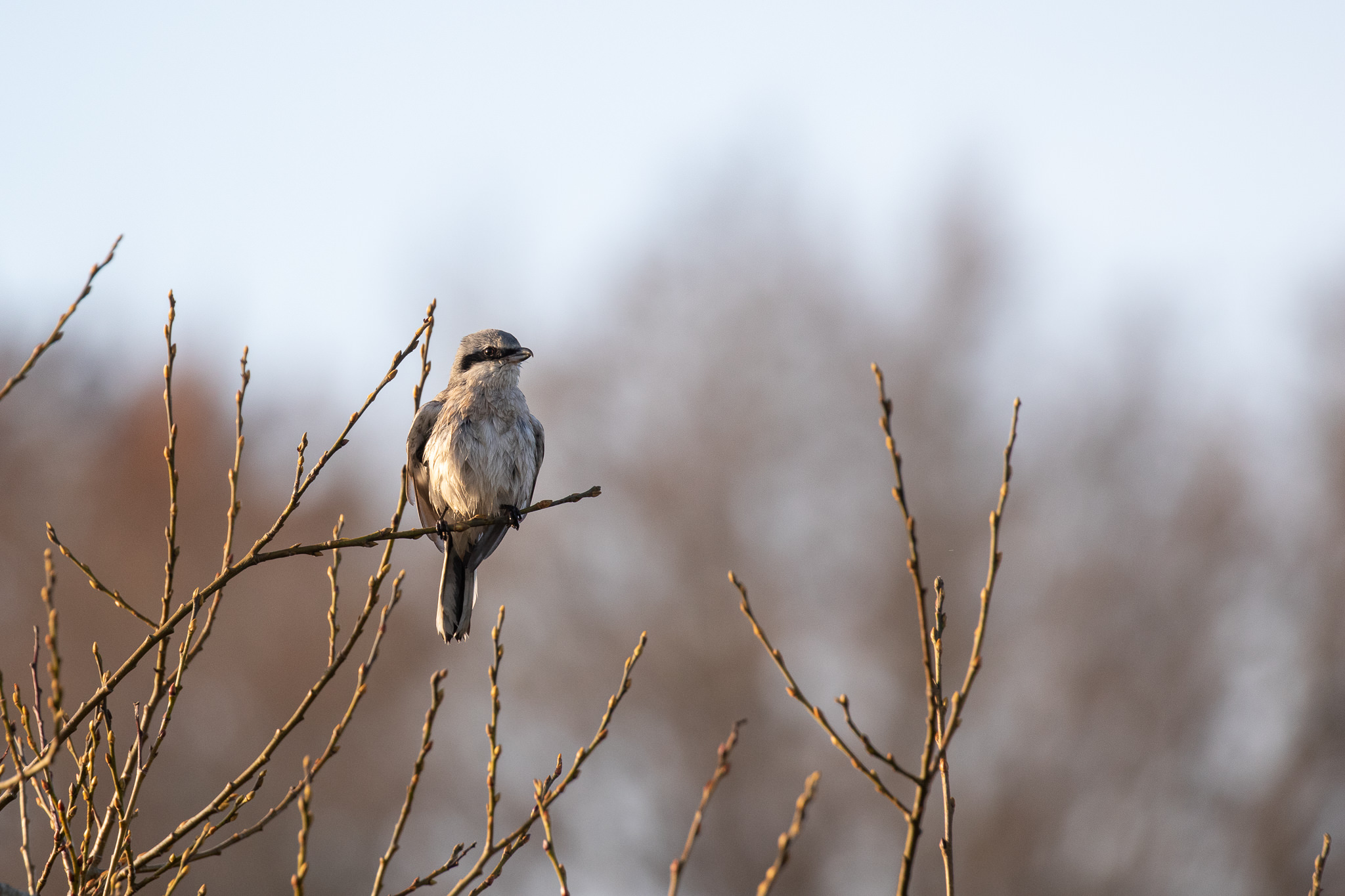 Dzierzba Srokosz na gałęzi