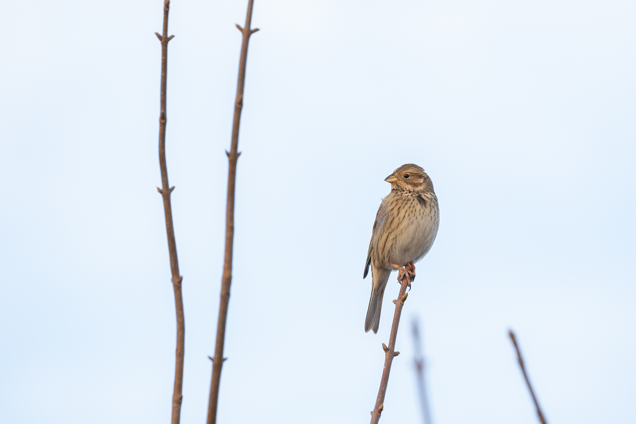 Potrzeszcz na gałązce
