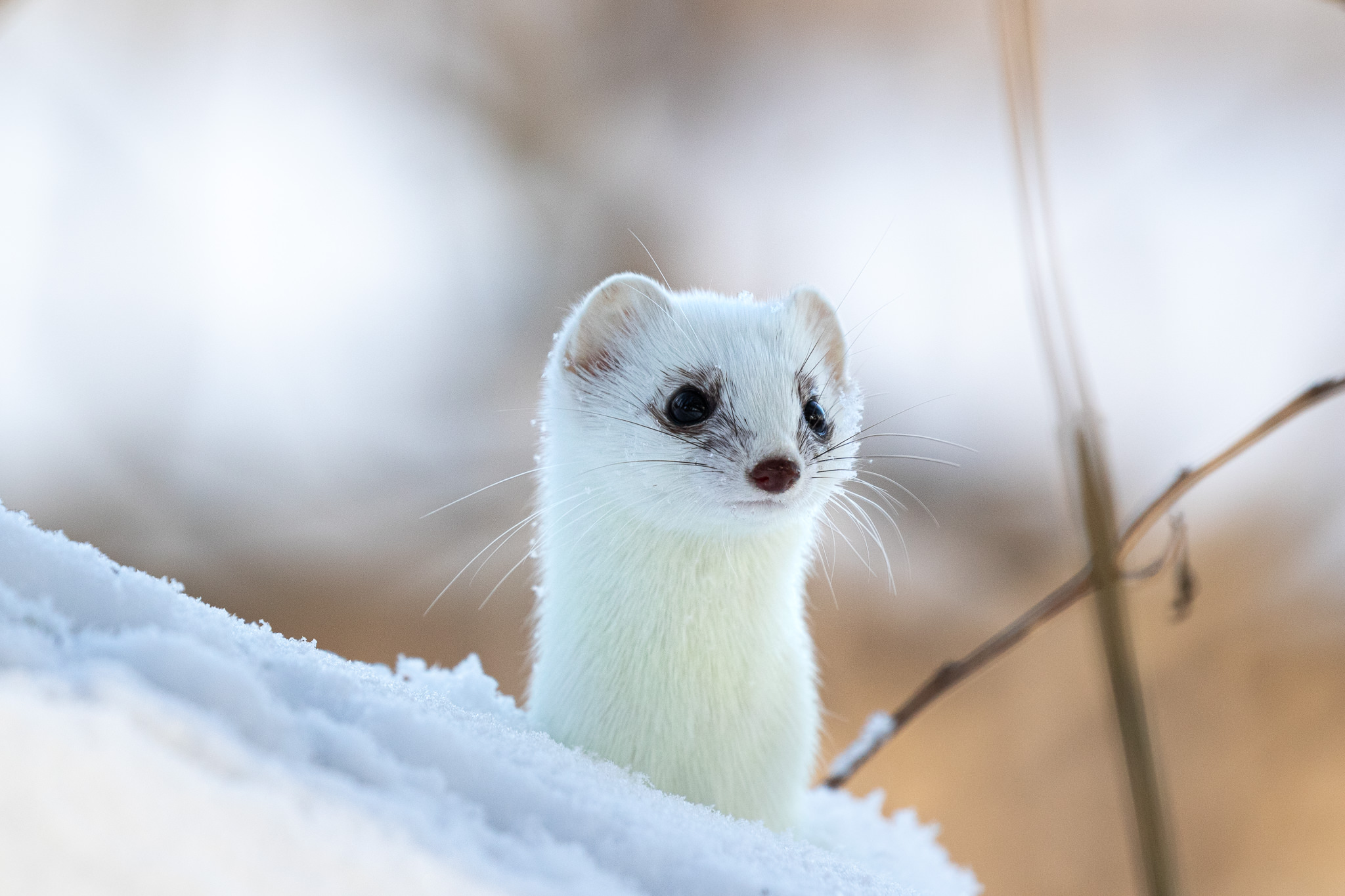 Łasica w zimowej szacie
