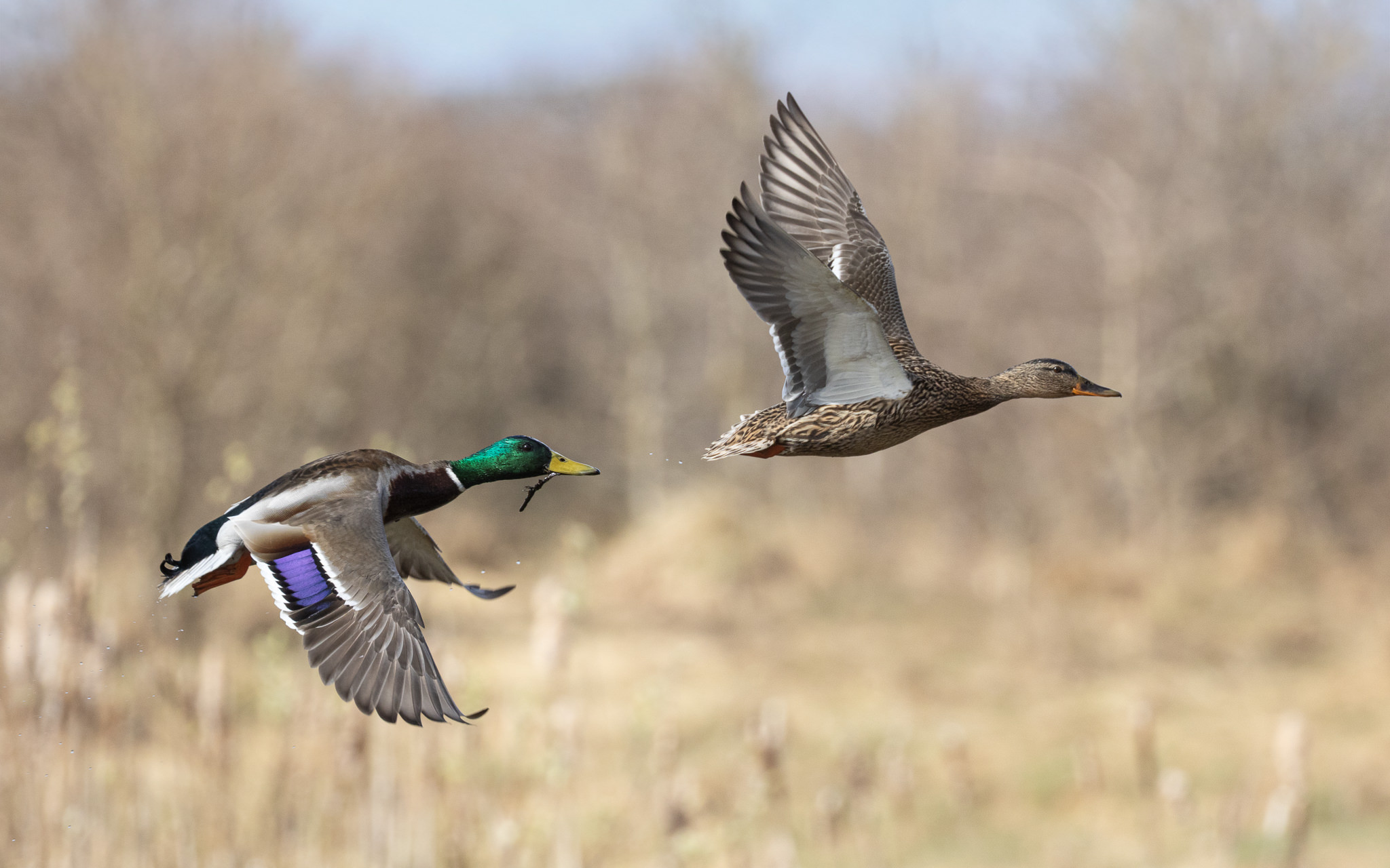 Samiec i samica - Kaczka krzyżówka