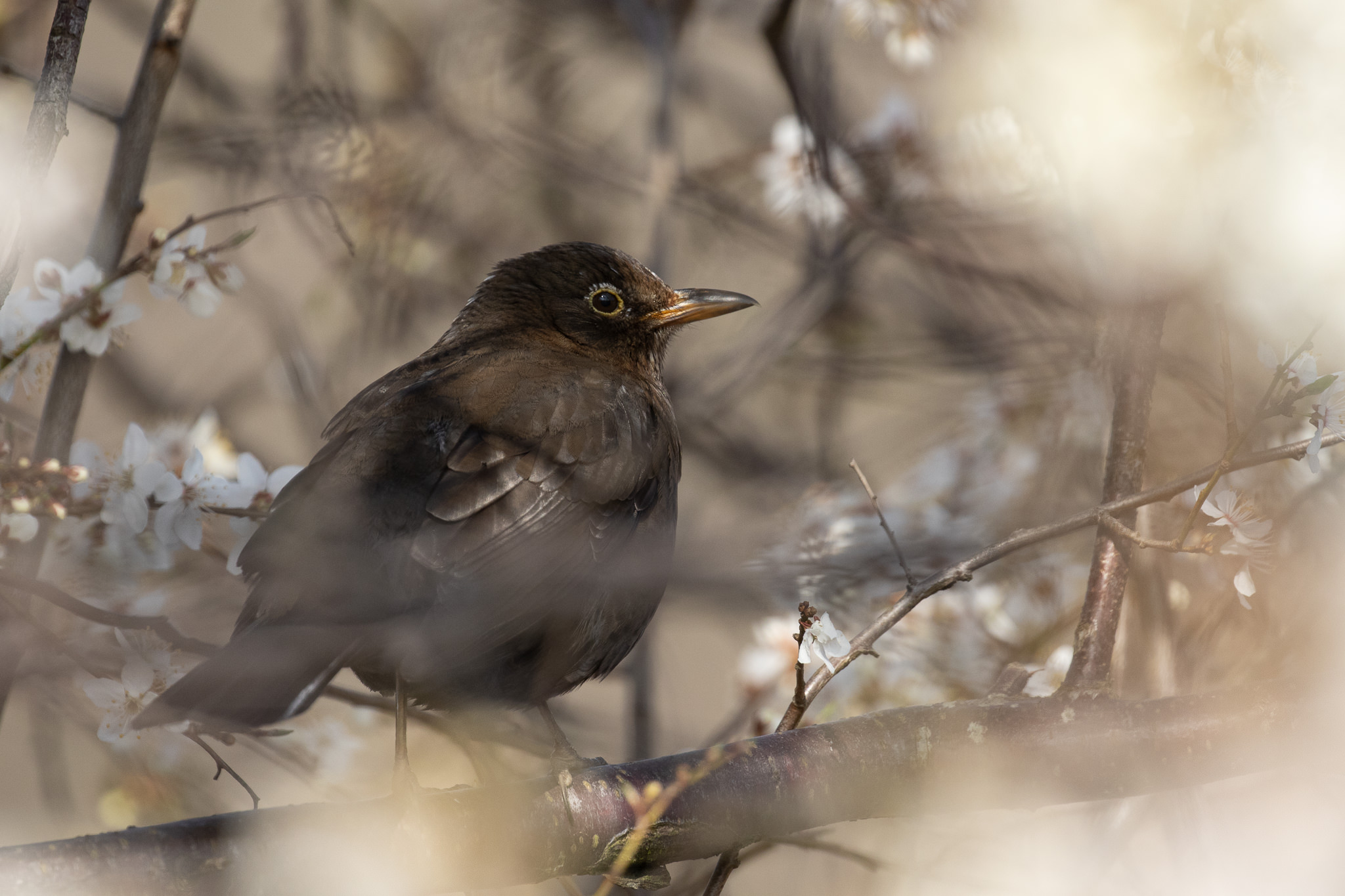 Samica kosa pośród kwitnącego drzewa