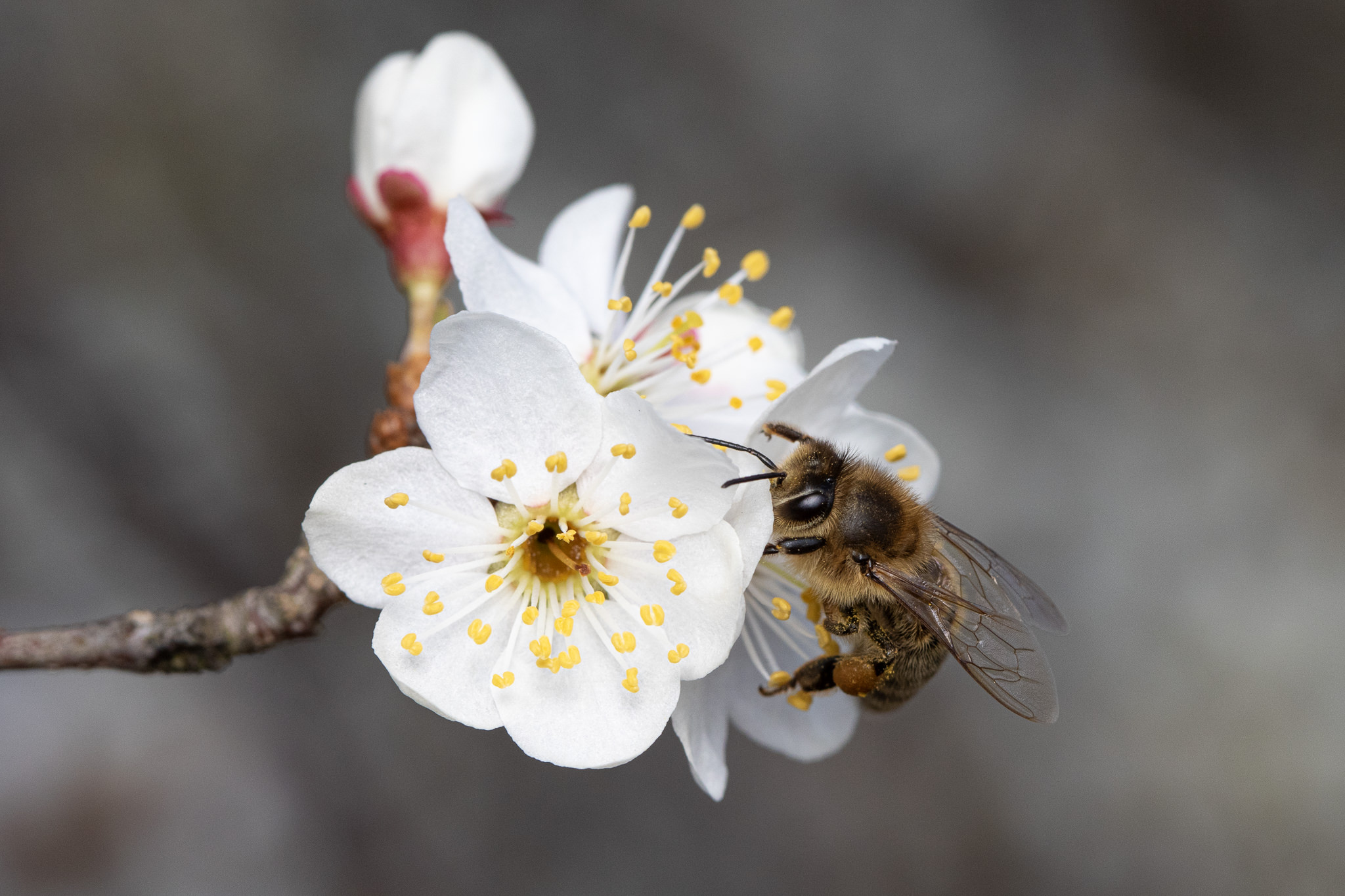 Pszczoła zbierająca nektar