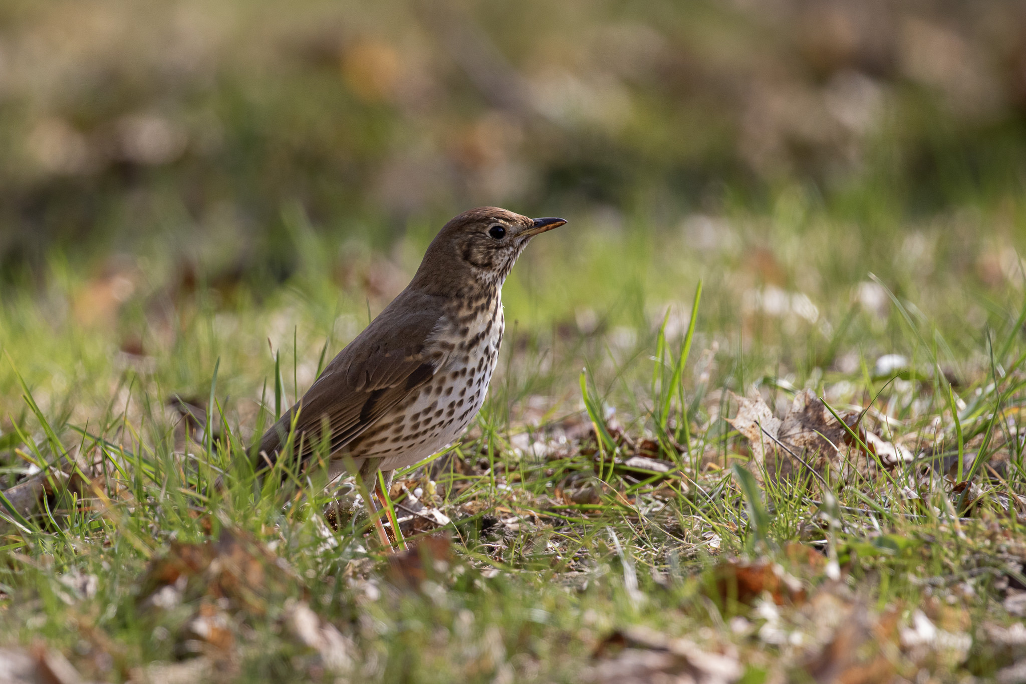 Drozd śpiewak żerujący na ziemi