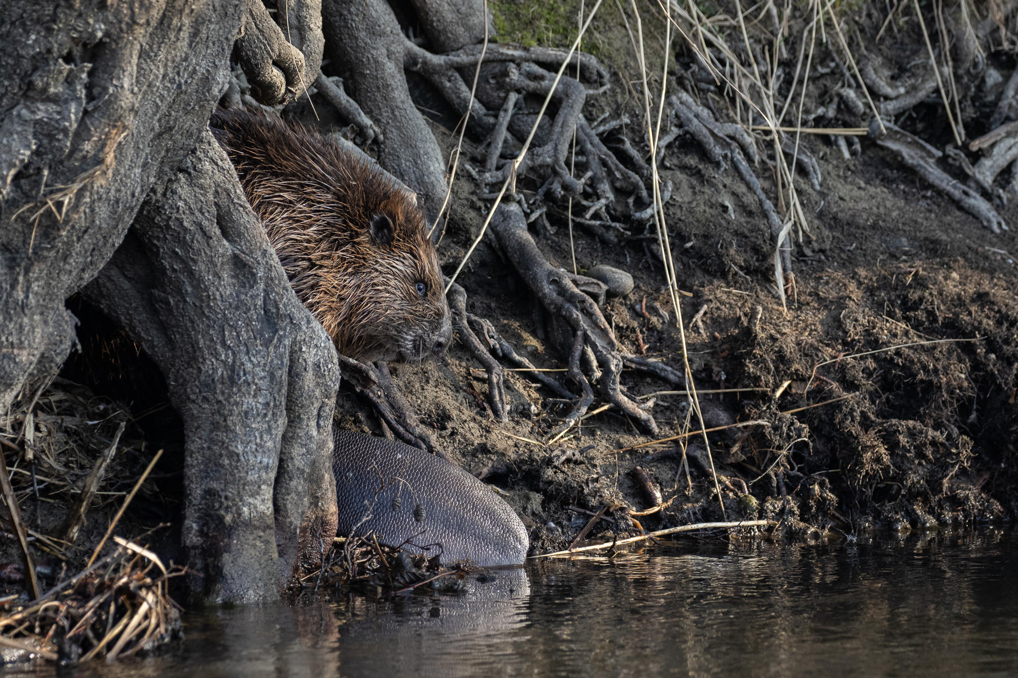 Bóbr nad rzeką Łebą w Lęborku