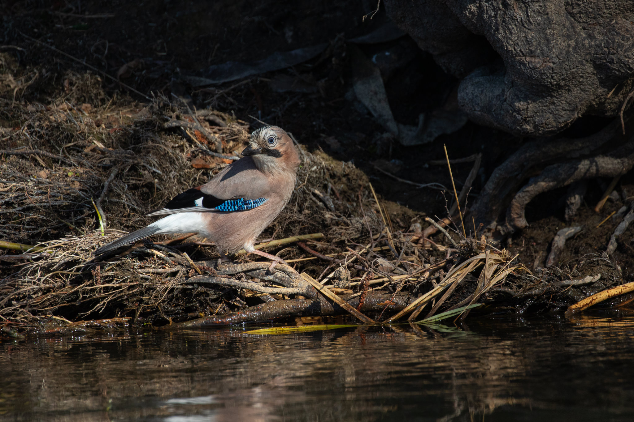 Sójka na brzegu Rzeki Łeby