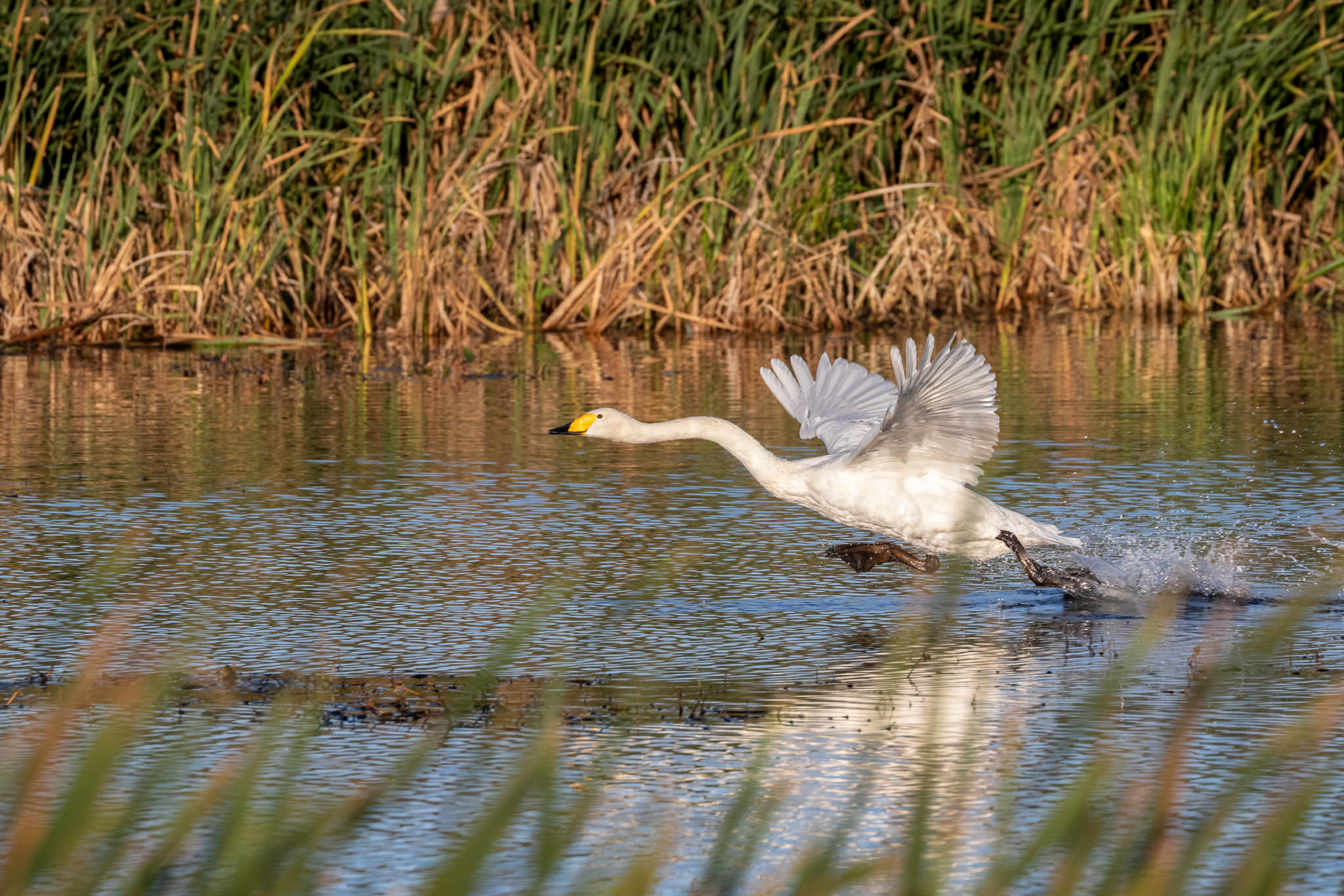 Łabędź krzykliwy Cygnus cygnus